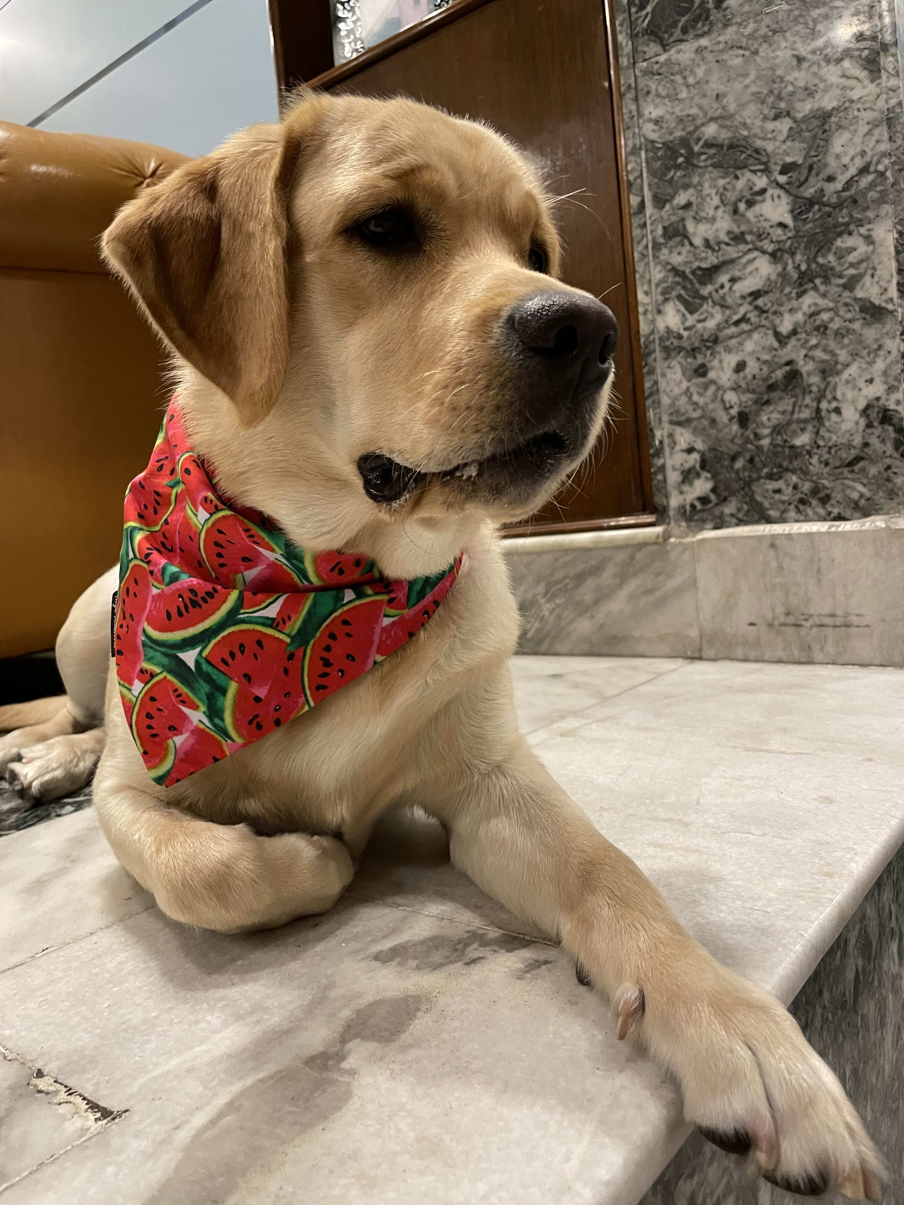 One in a Melon tie on Bandana image 2