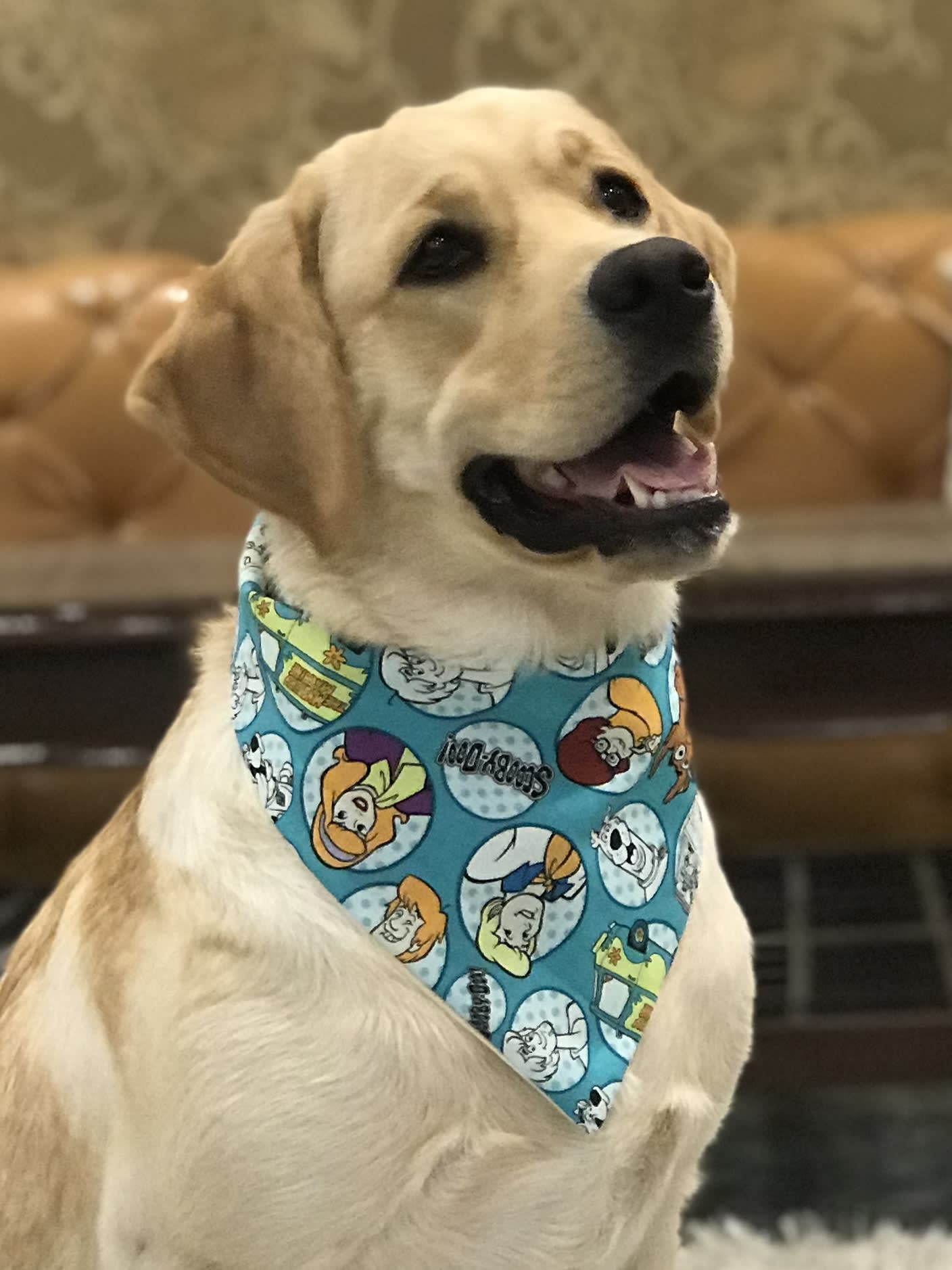 Scooby Style tie on Bandana image 2