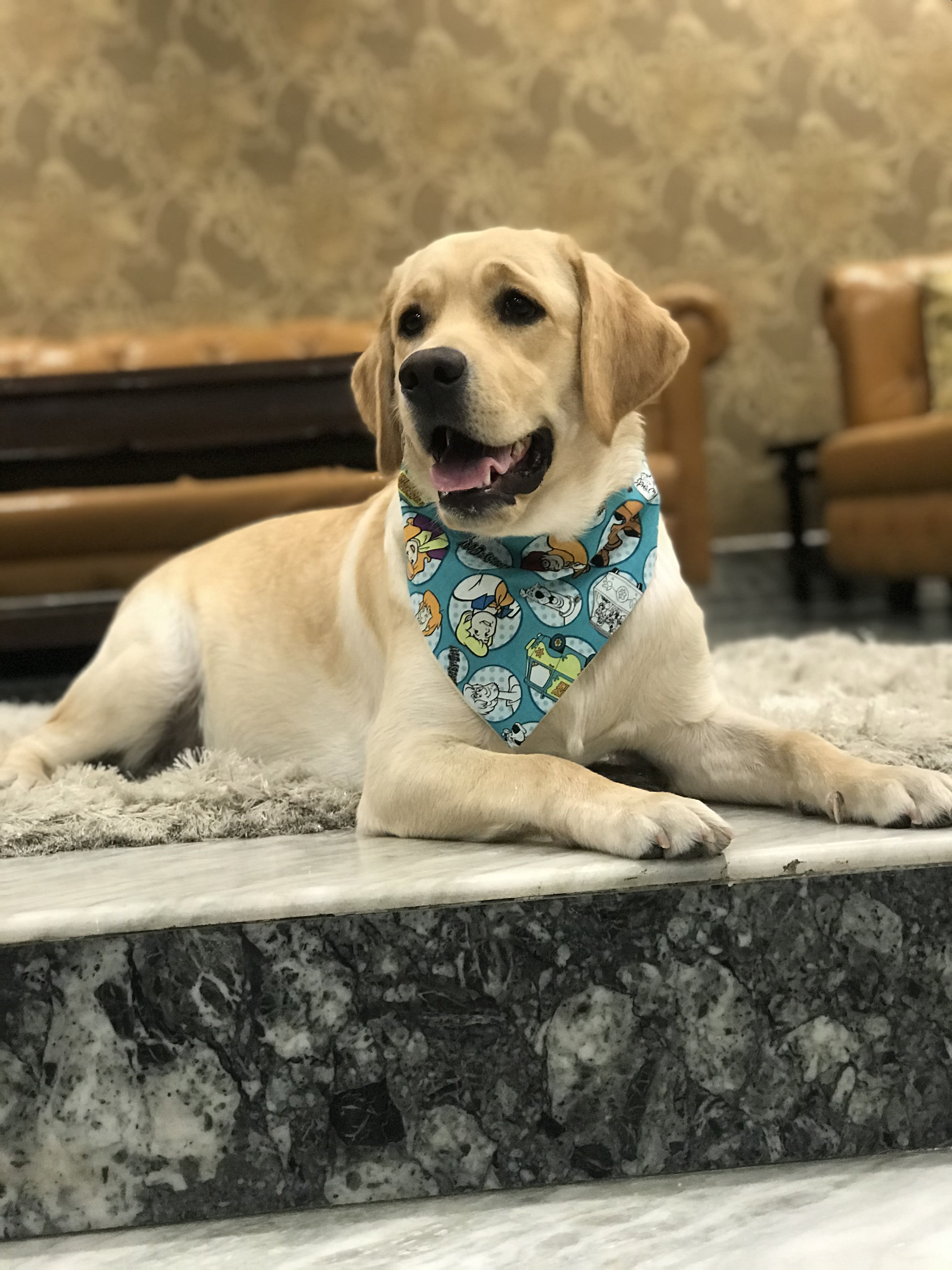 Scooby Style tie on Bandana image 4