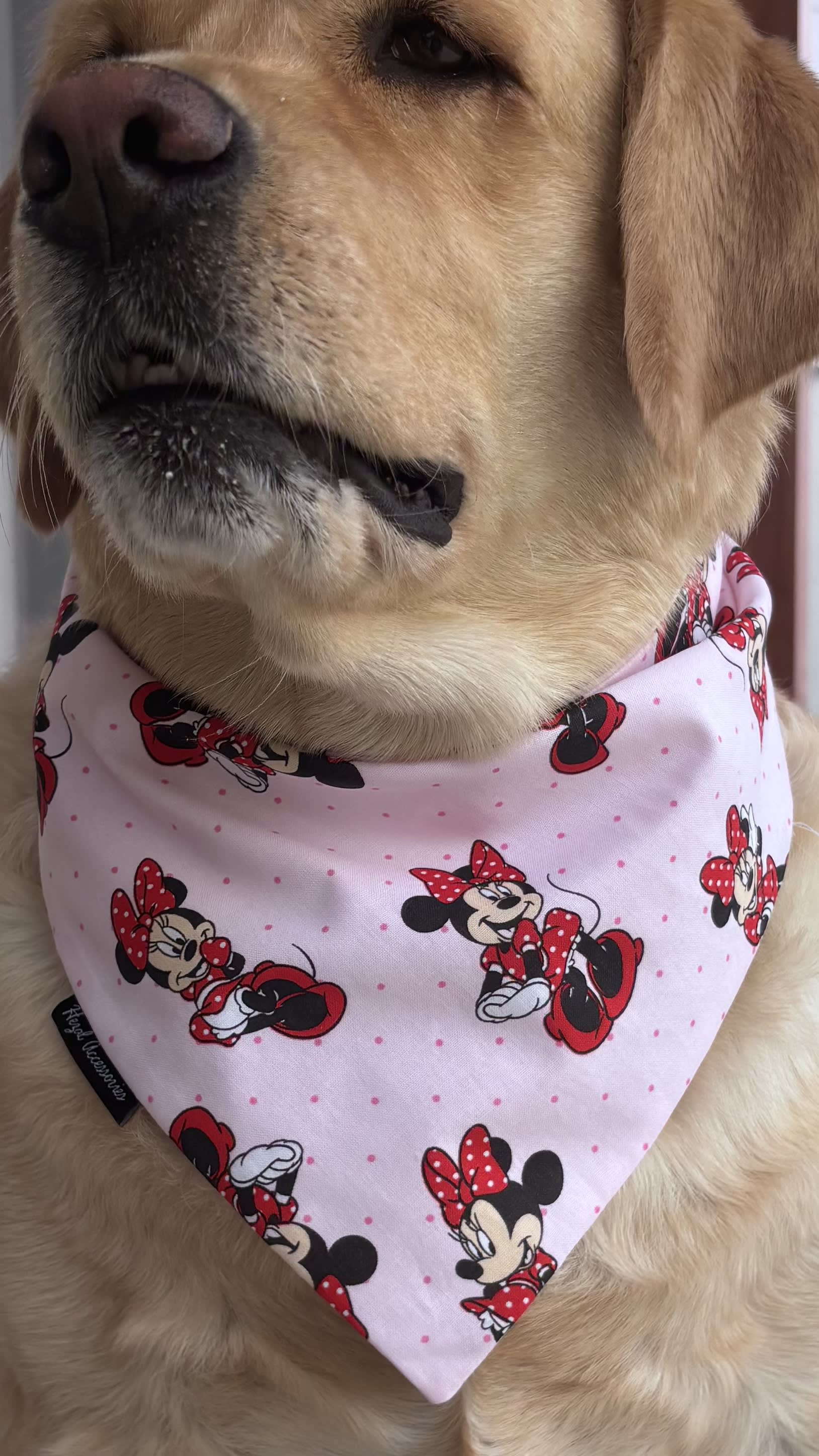 Minnie Magic Tie-On Bandana image 5