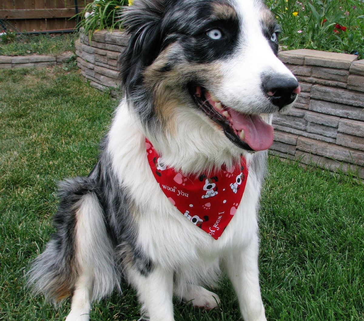 I Woof You Tie-On Bandana  image 2