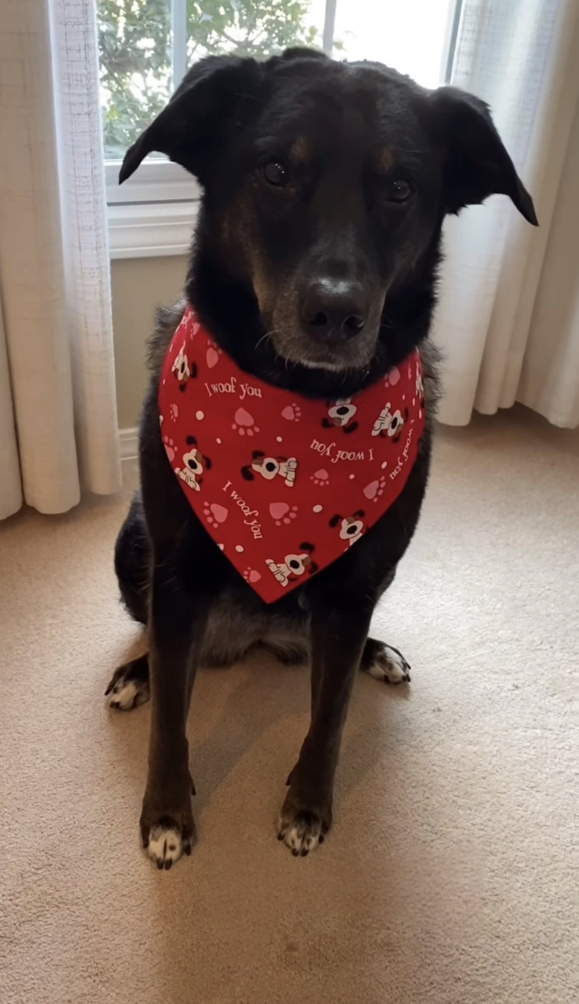 I Woof You Tie-On Bandana  image 5