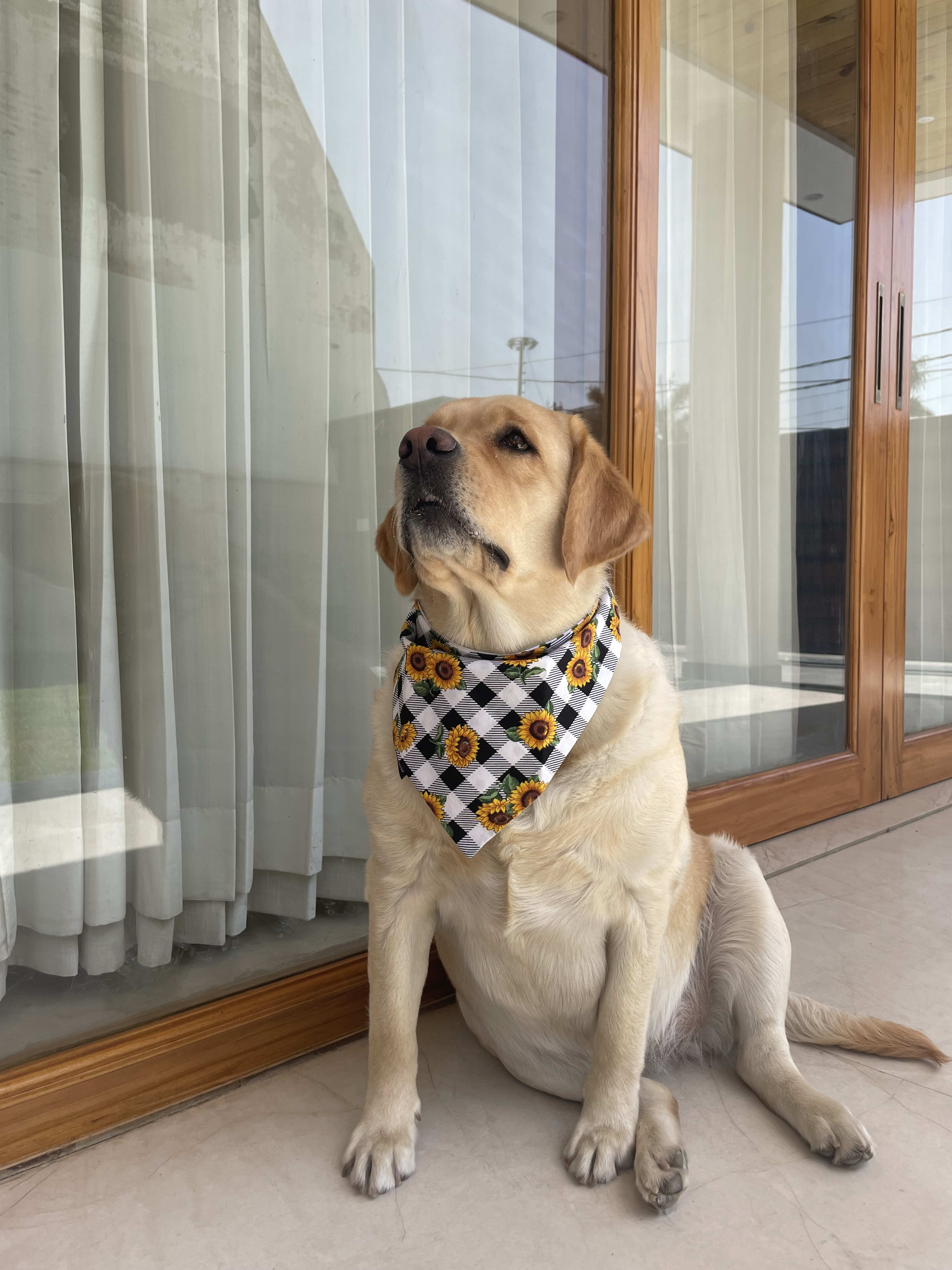 Sunny Vibes Sunflower tie on Bandana image 4