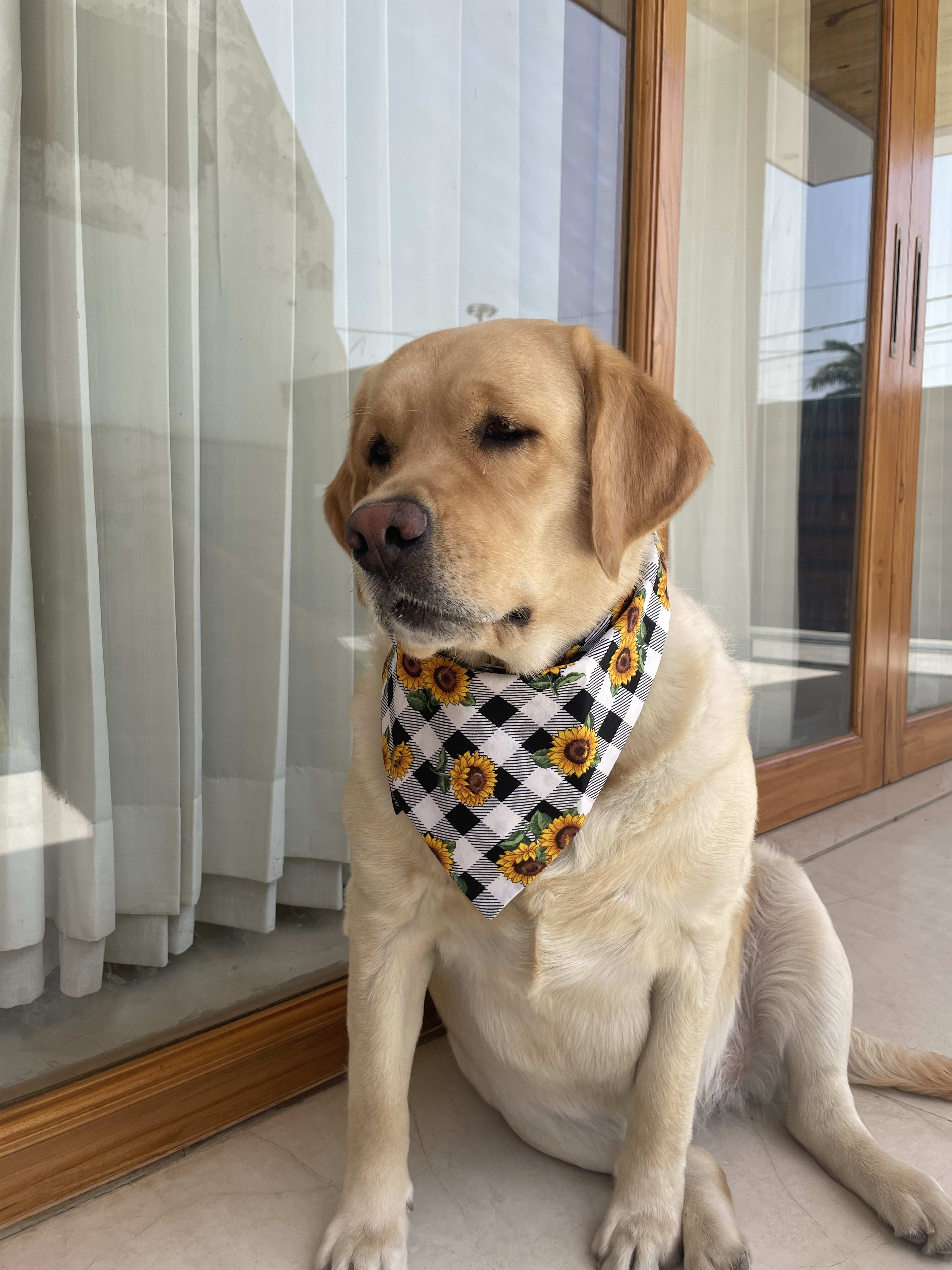 Sunny Vibes Sunflower tie on Bandana