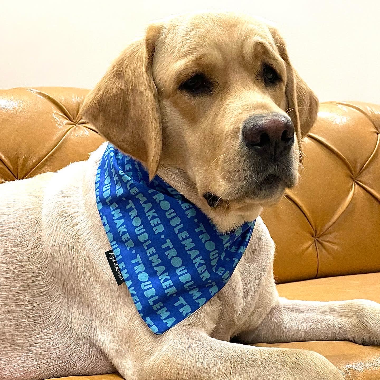 Little Troublemaker tie on Bandana 