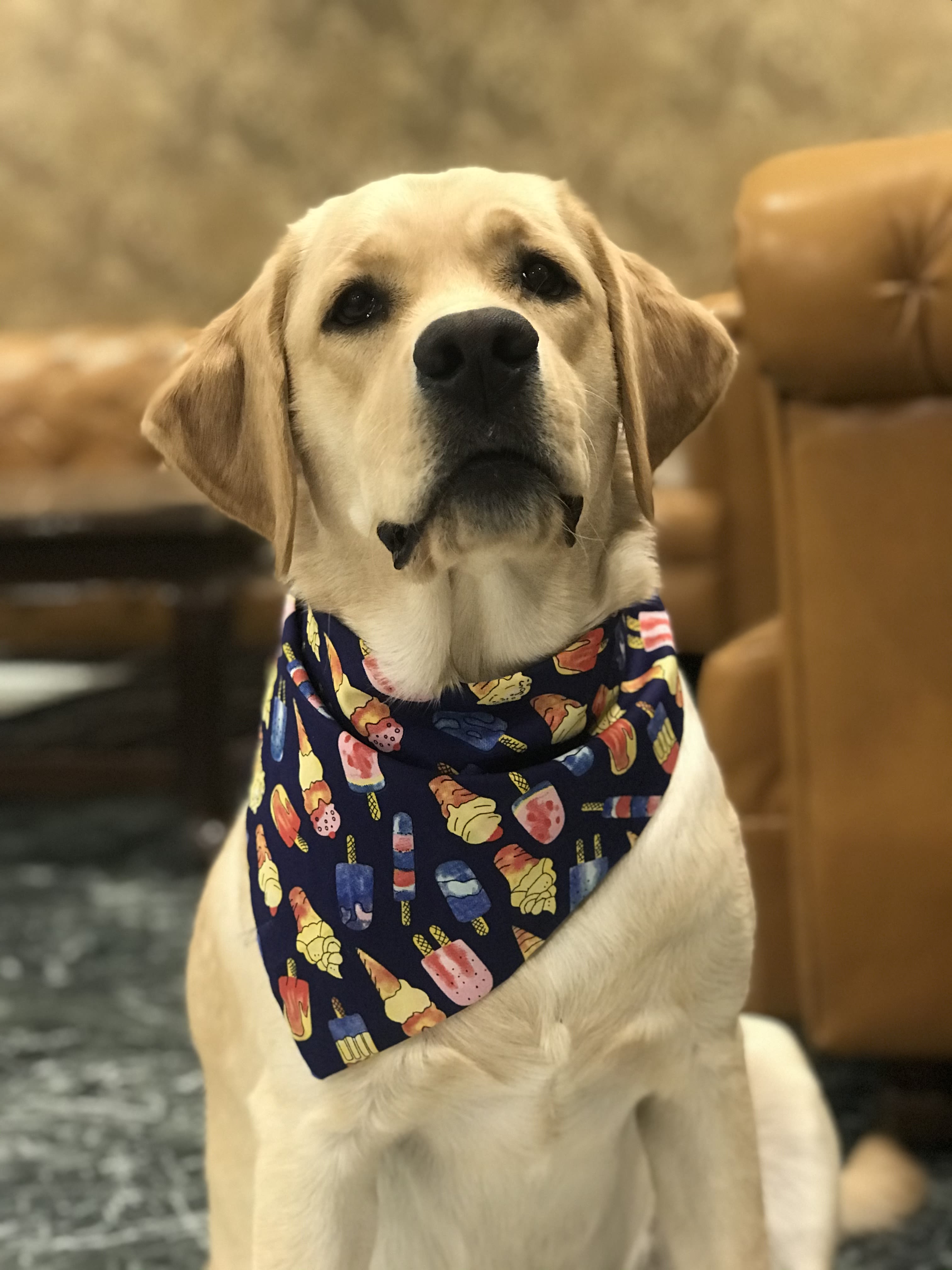 Sweet Treats tie on Bandana  image 2