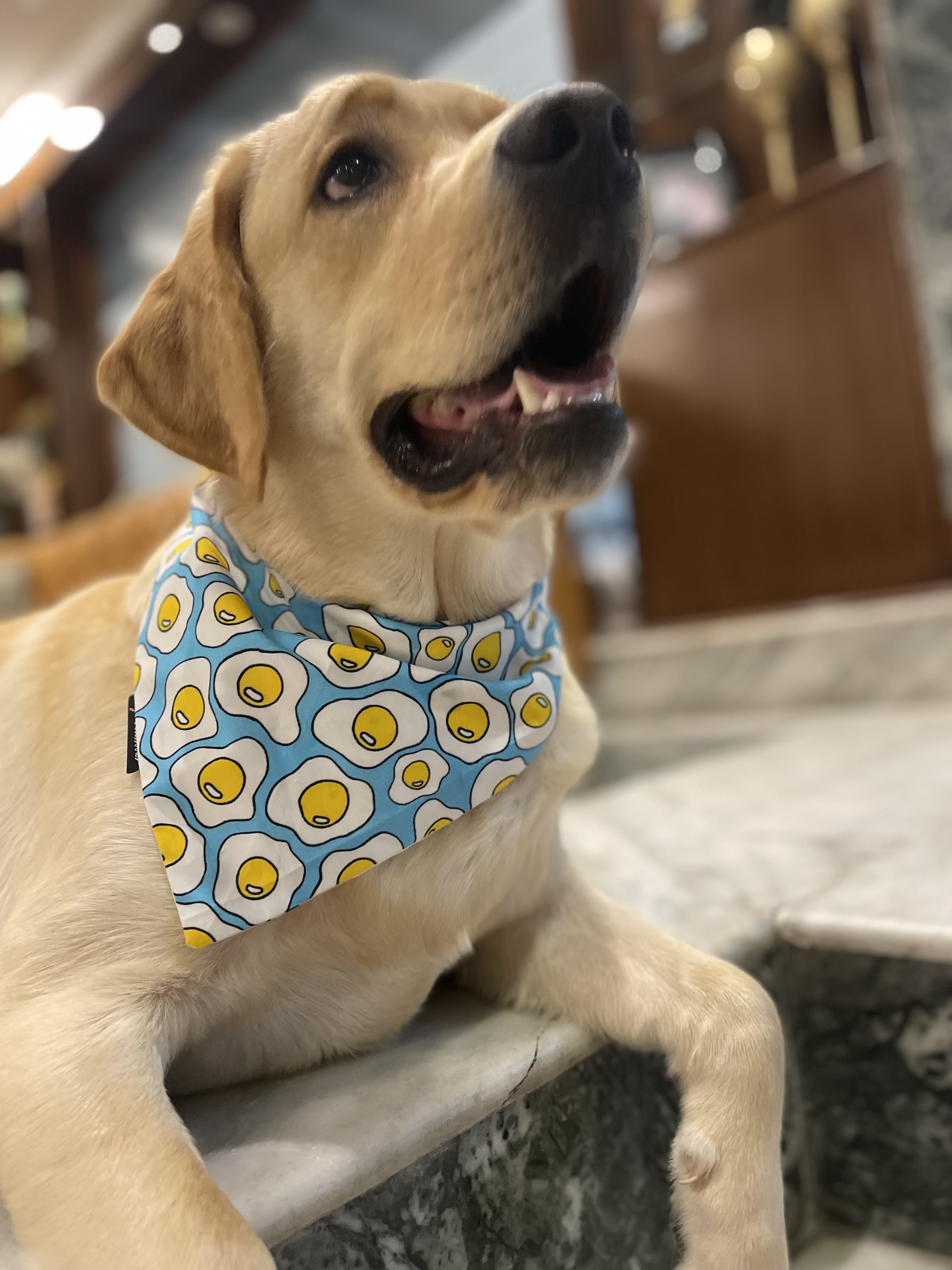 Sunny Side Up tie on Bandana 🍳  image 4