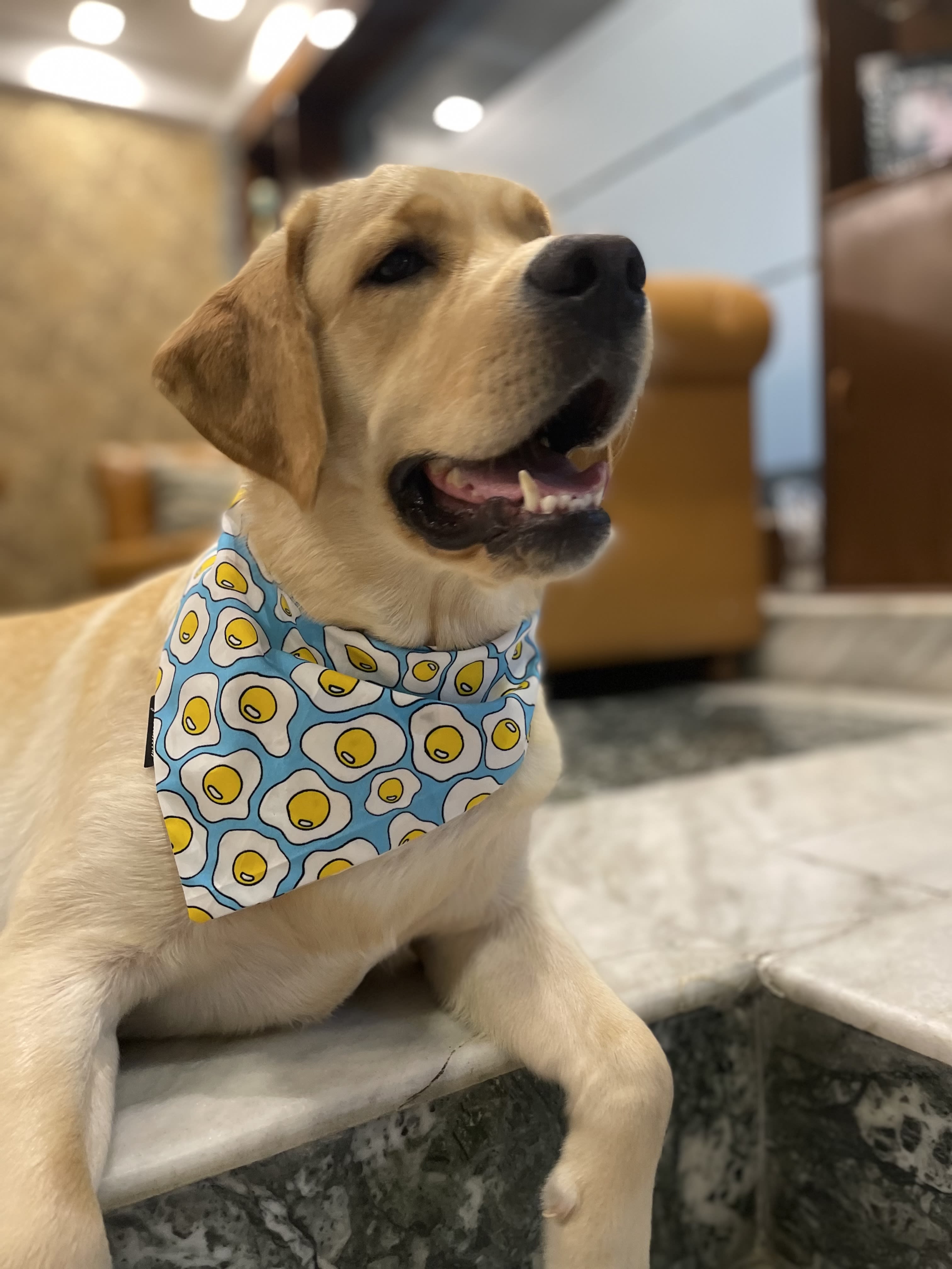 Sunny Side Up tie on Bandana 🍳