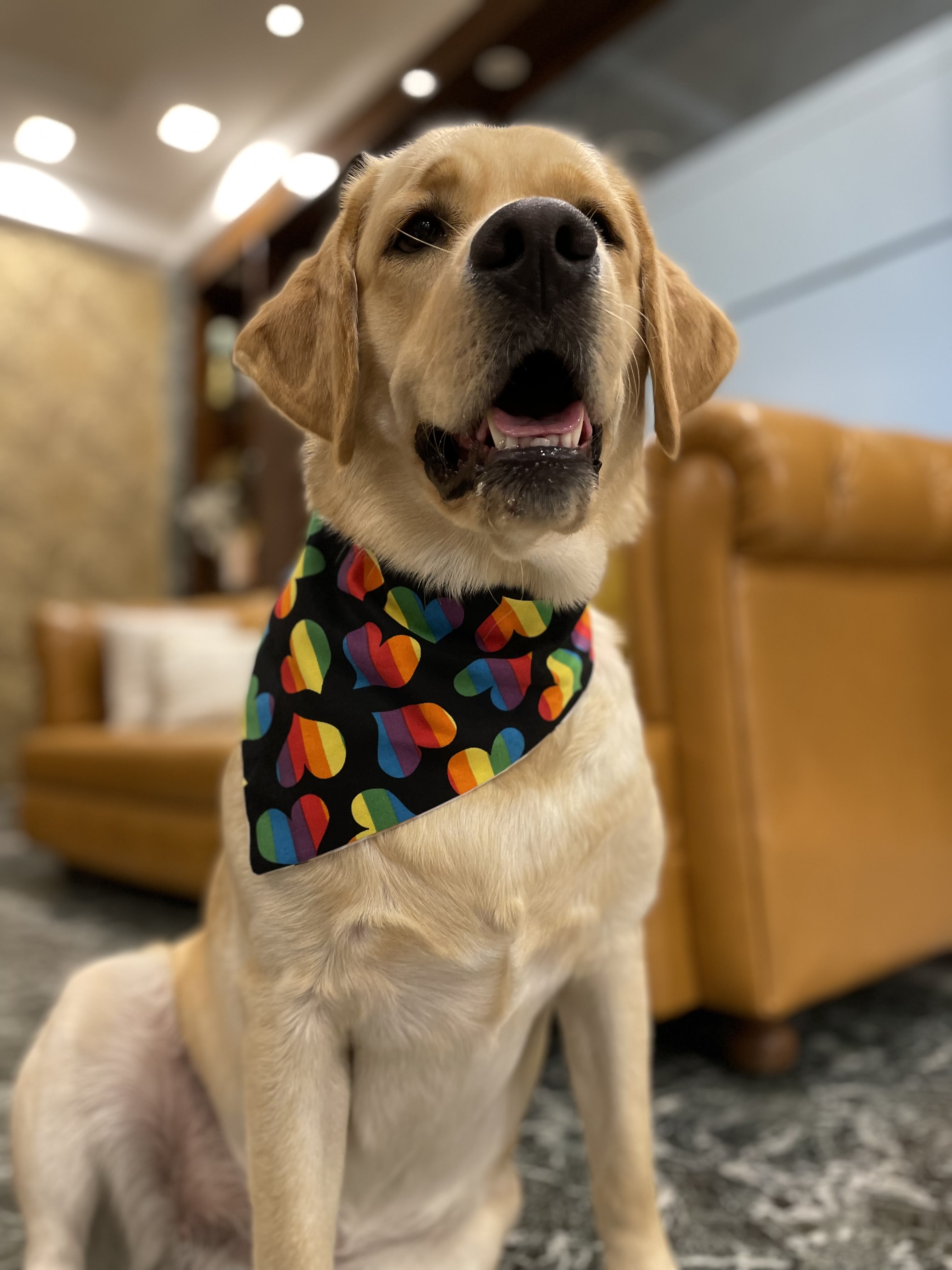Love & Pride Bandana 🌈❤️🐾 image 2
