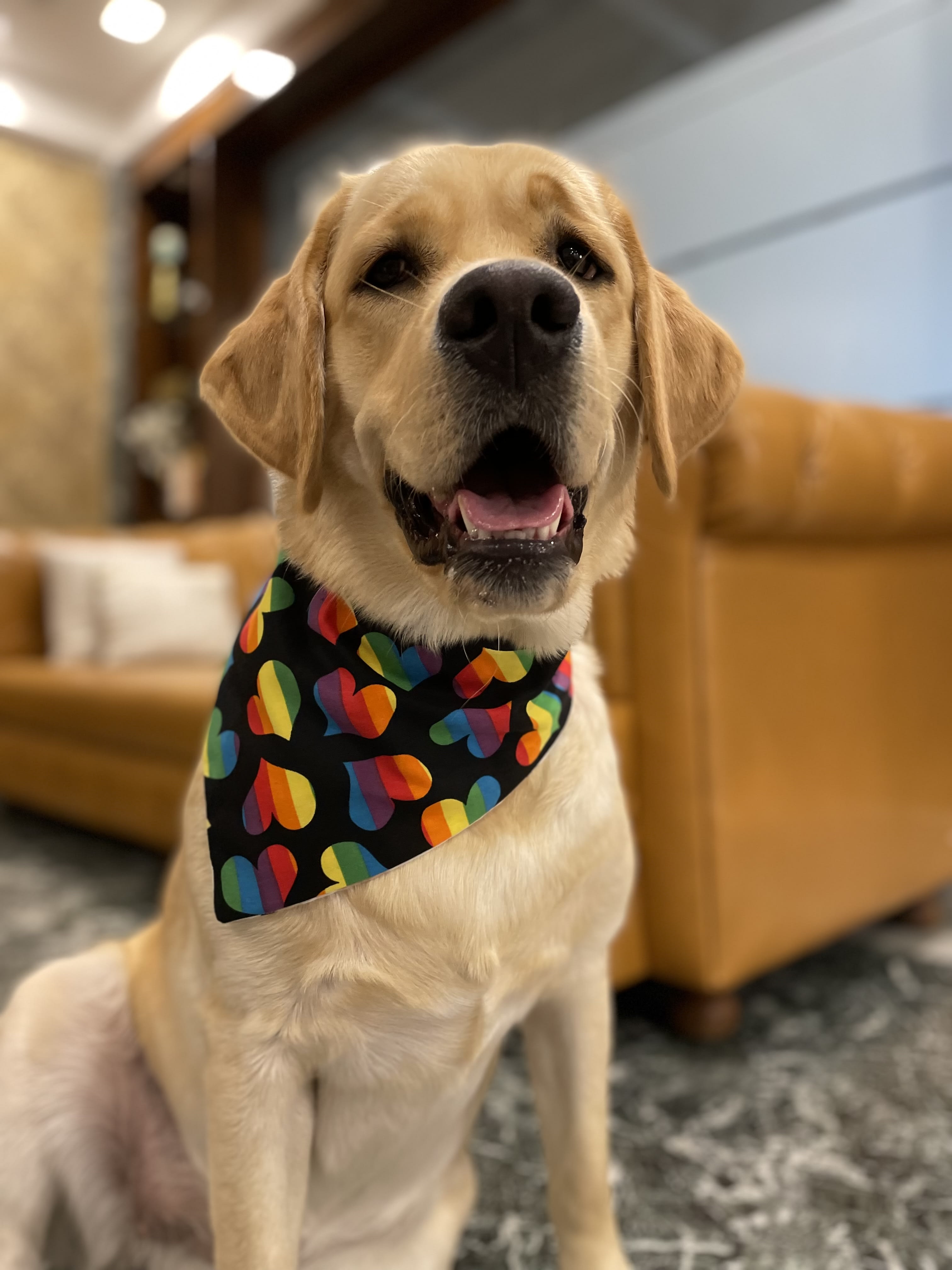 Love & Pride Bandana 🌈❤️🐾