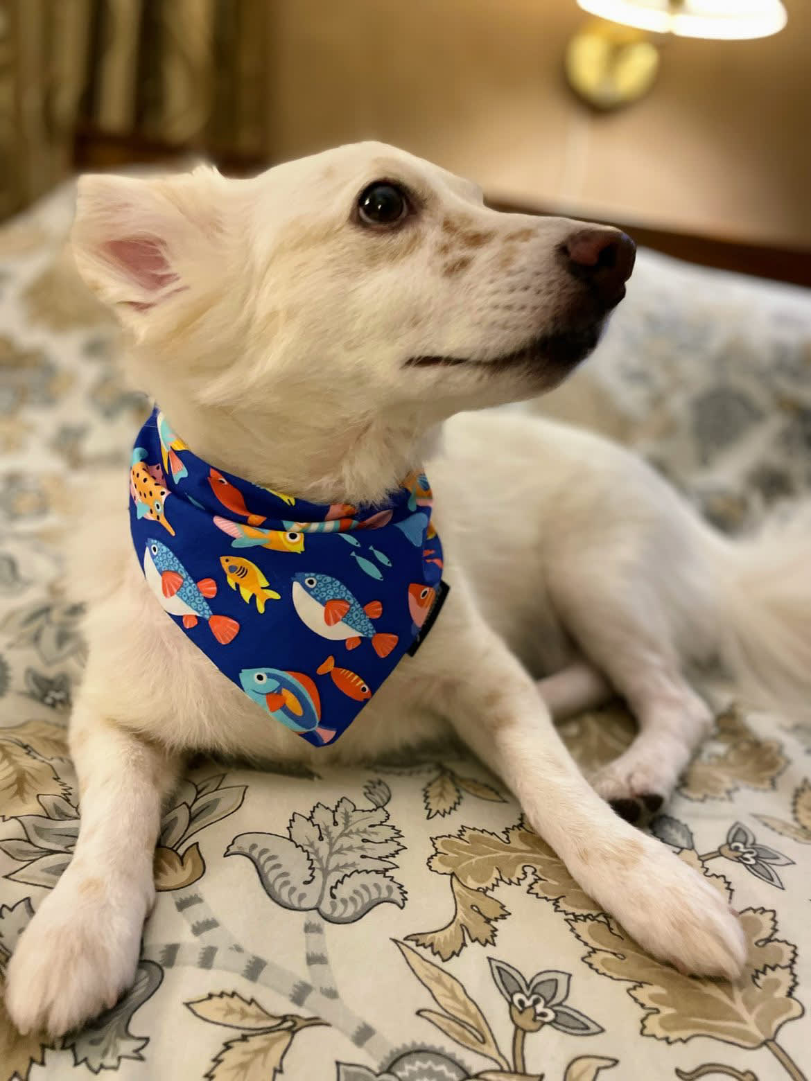 Ocean Paws tie on Bandana