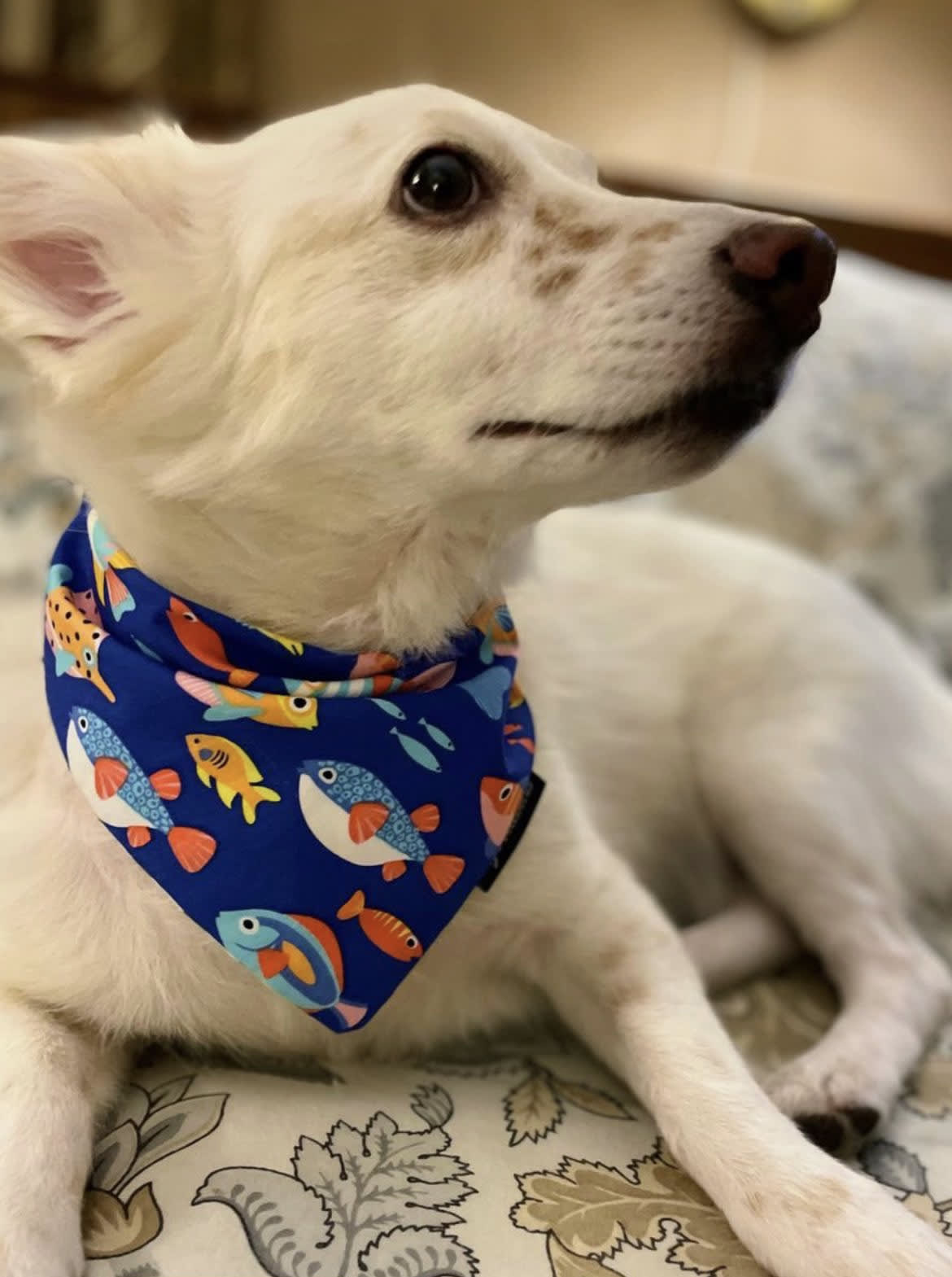 Ocean Paws tie on Bandana  image 2