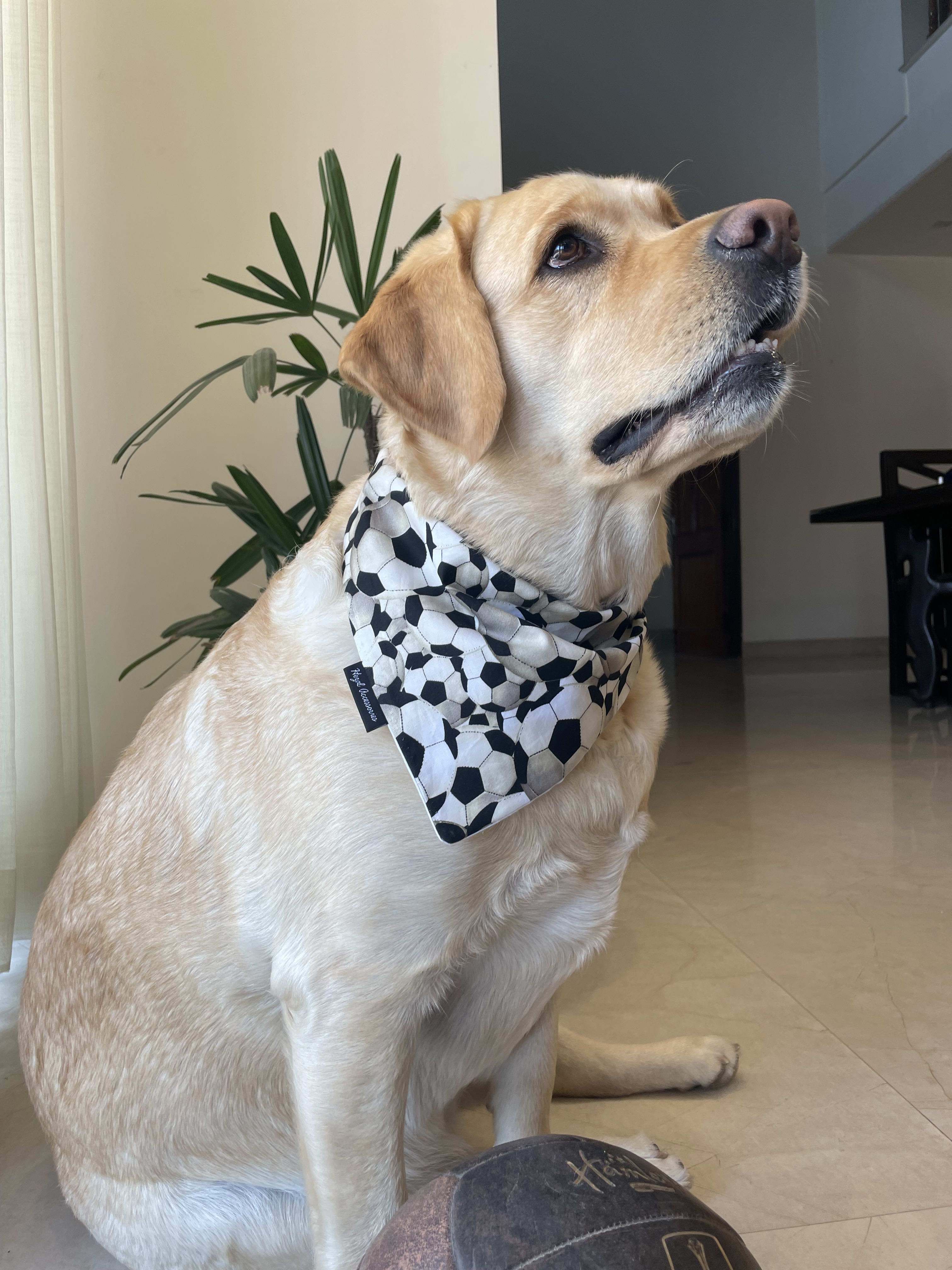 Goal Getter tie on Bandana 