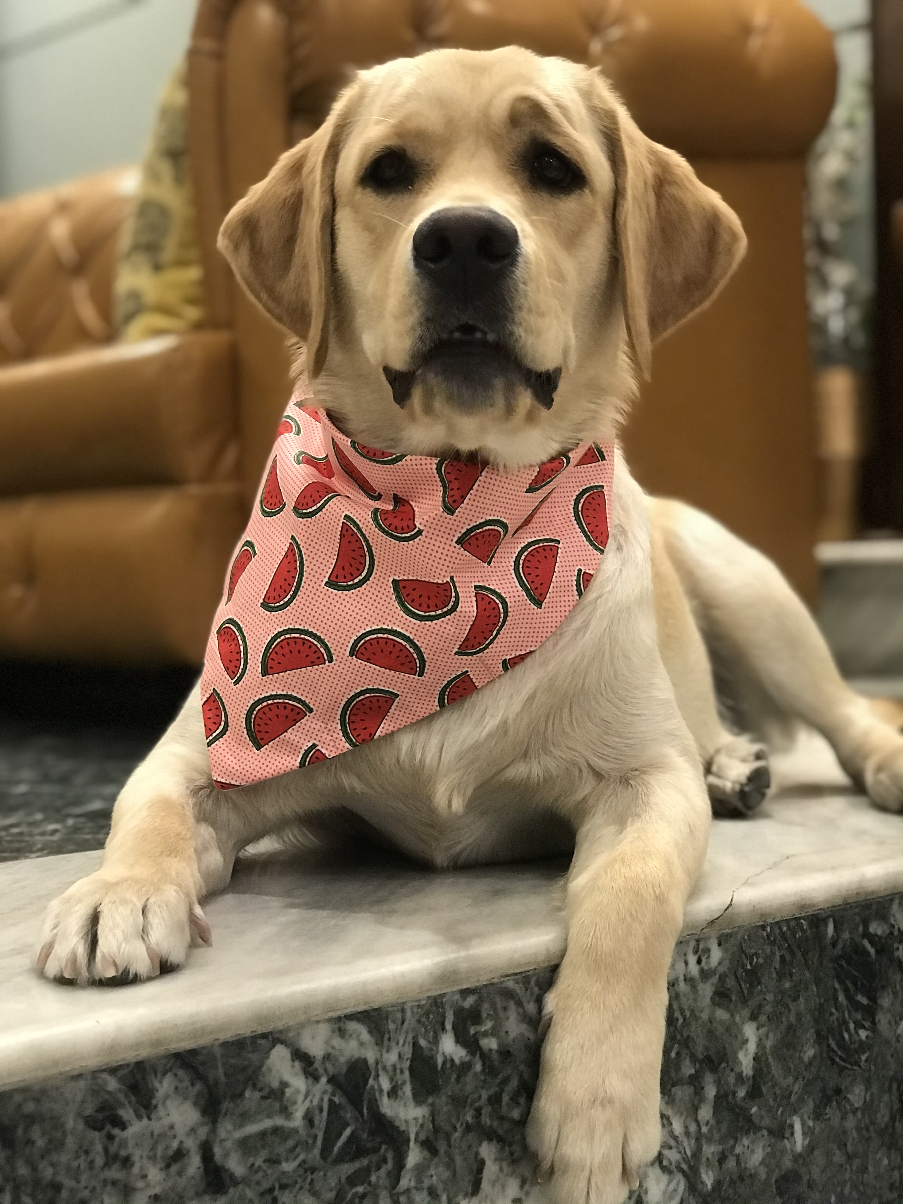 Melon Madness Tie on bandana  image 2