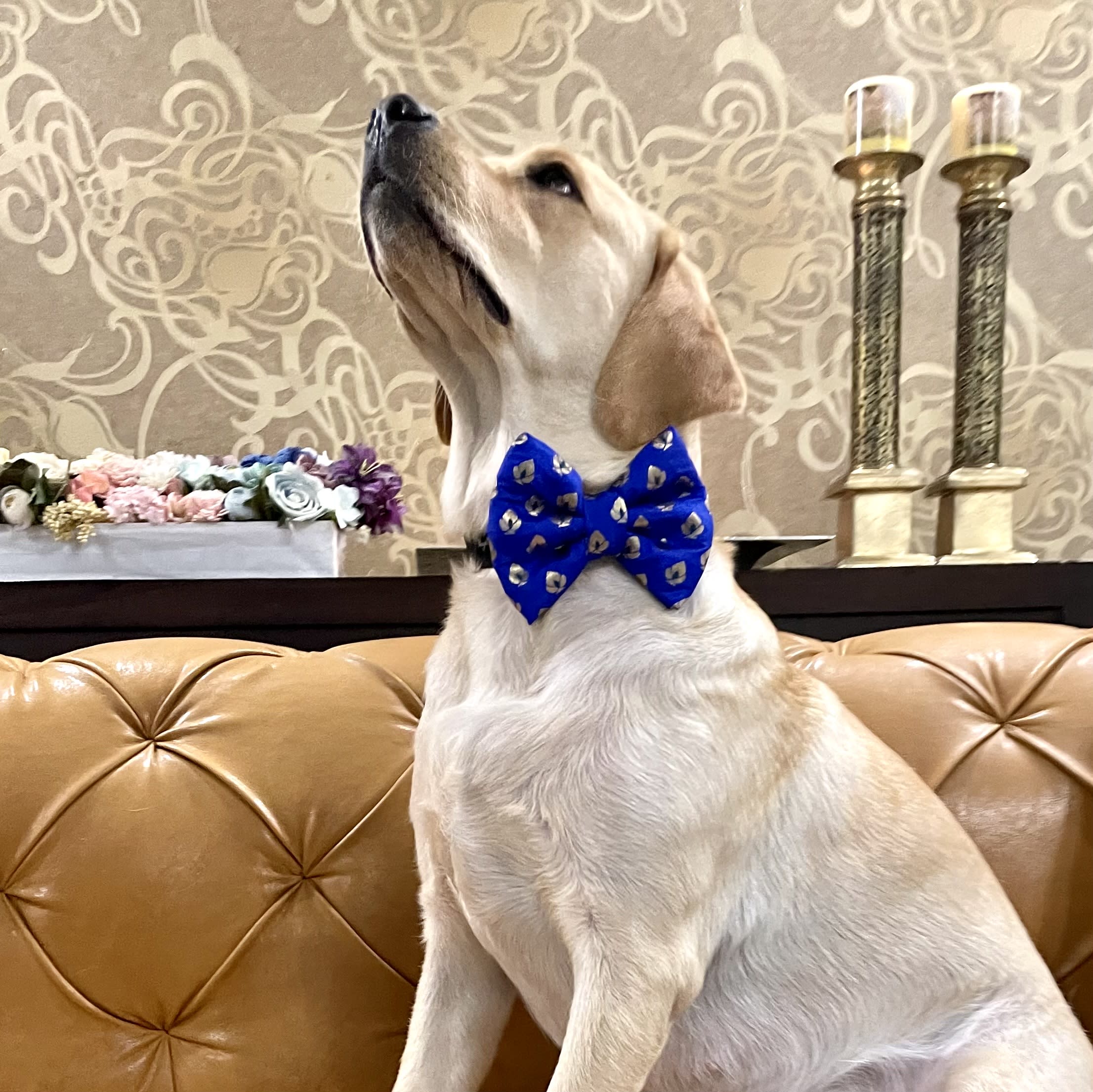 Sapphire Elegance Bow Tie  image 2