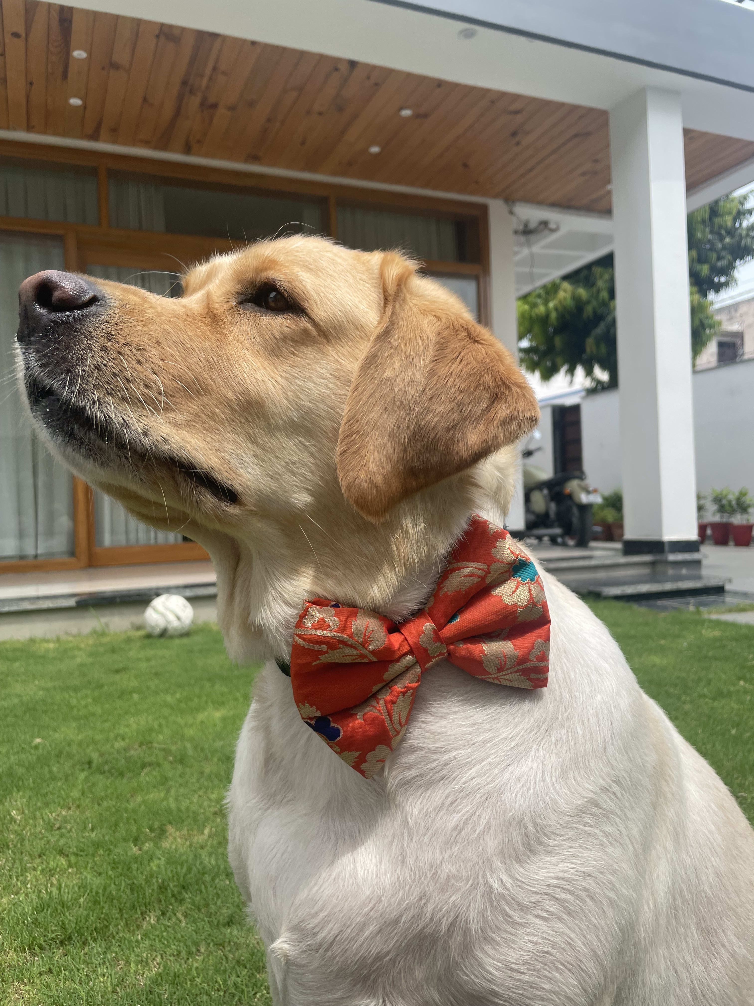Marigold bloom bow tie  image 3