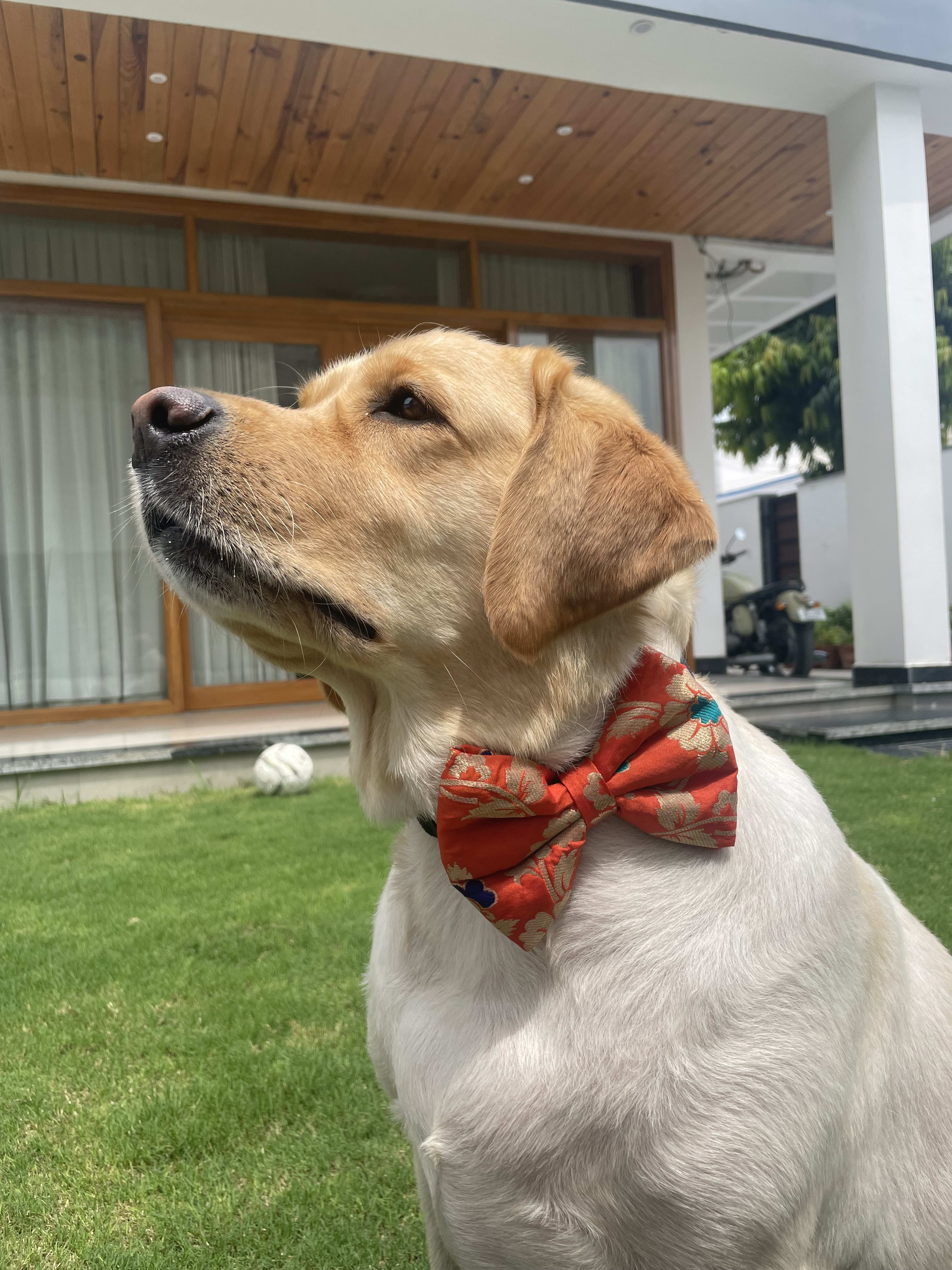 Marigold bloom bow tie  image 4
