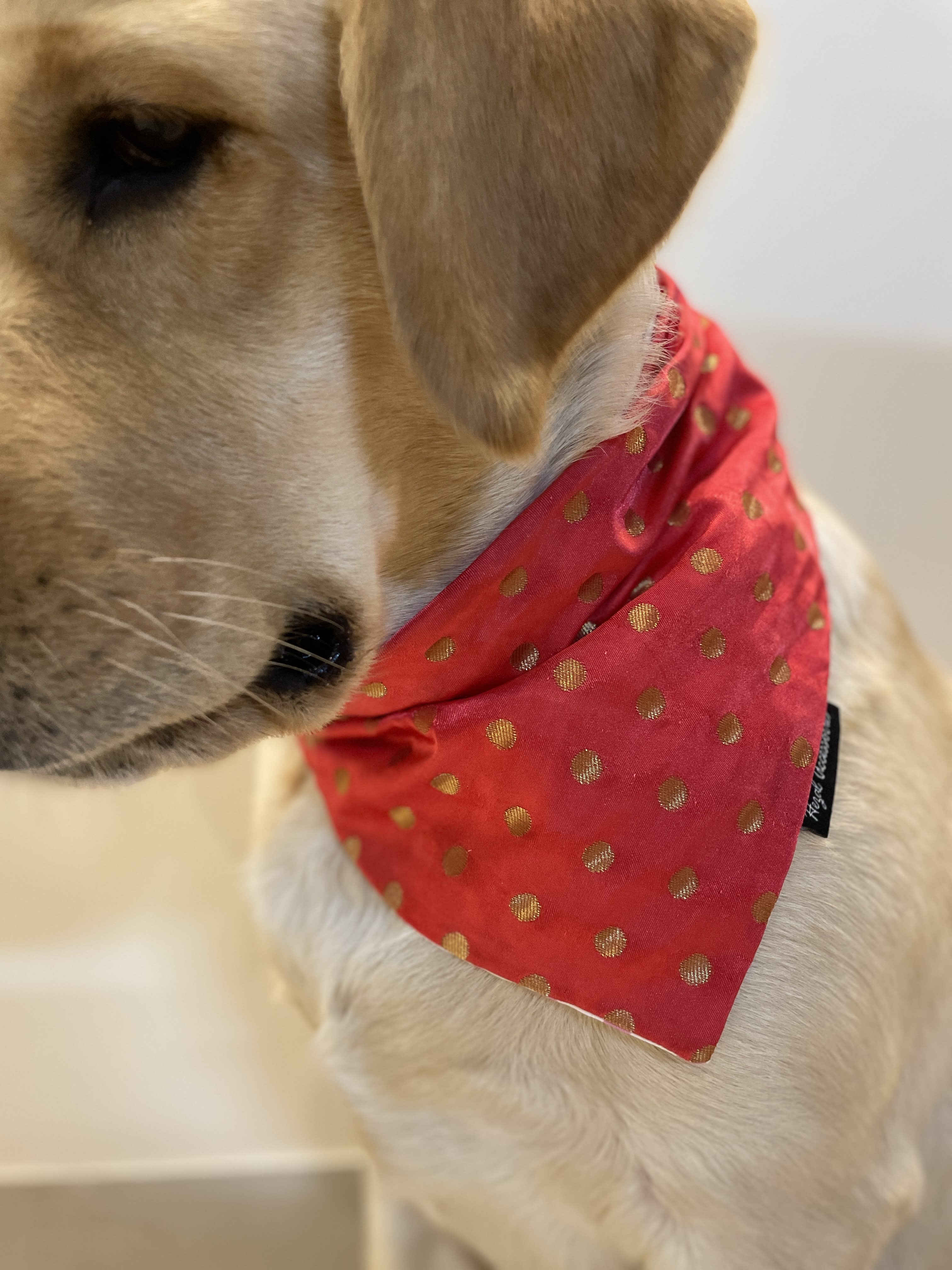 Golden Glam Bandana 