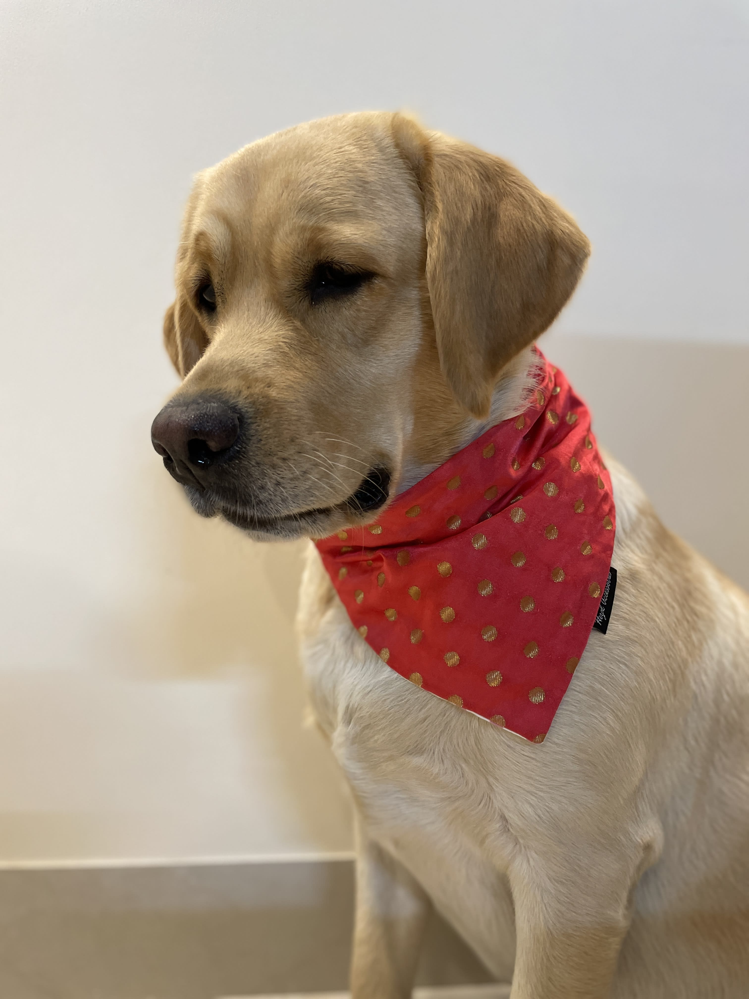 Golden Glam Bandana  image 3