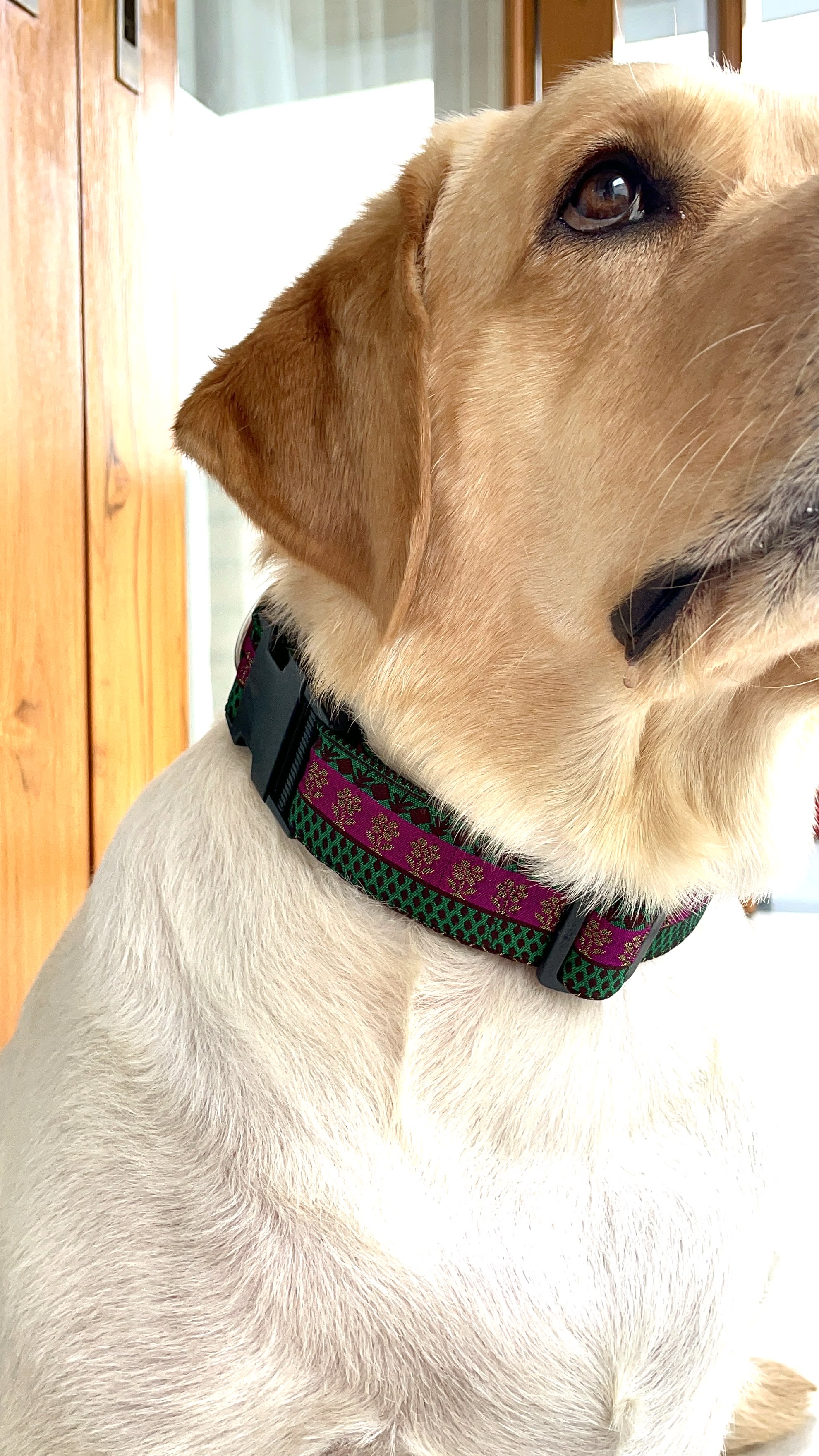 Regal glam Festive Collar  image 3