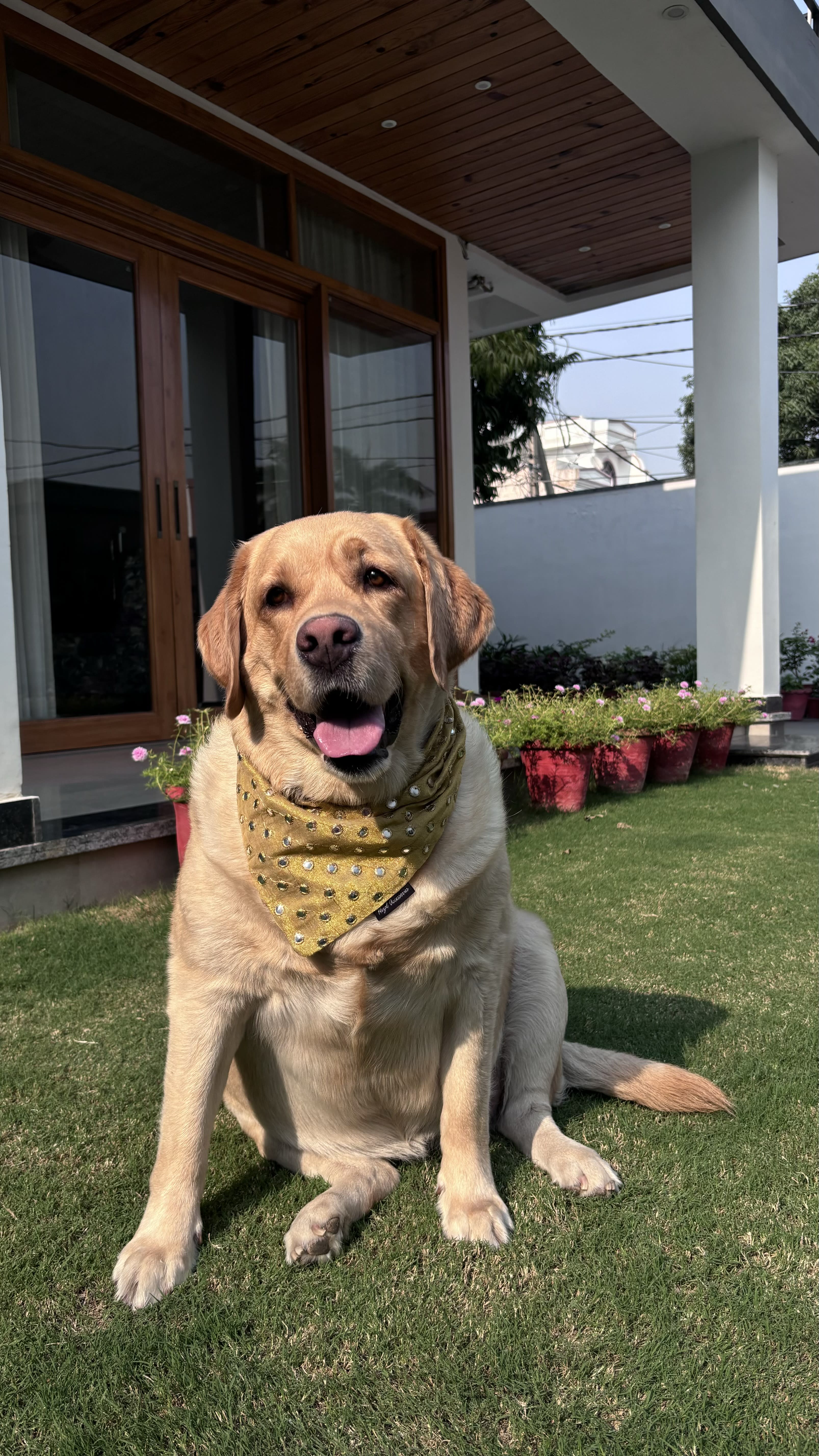 Golden Glow Mirror Bandana  image 4