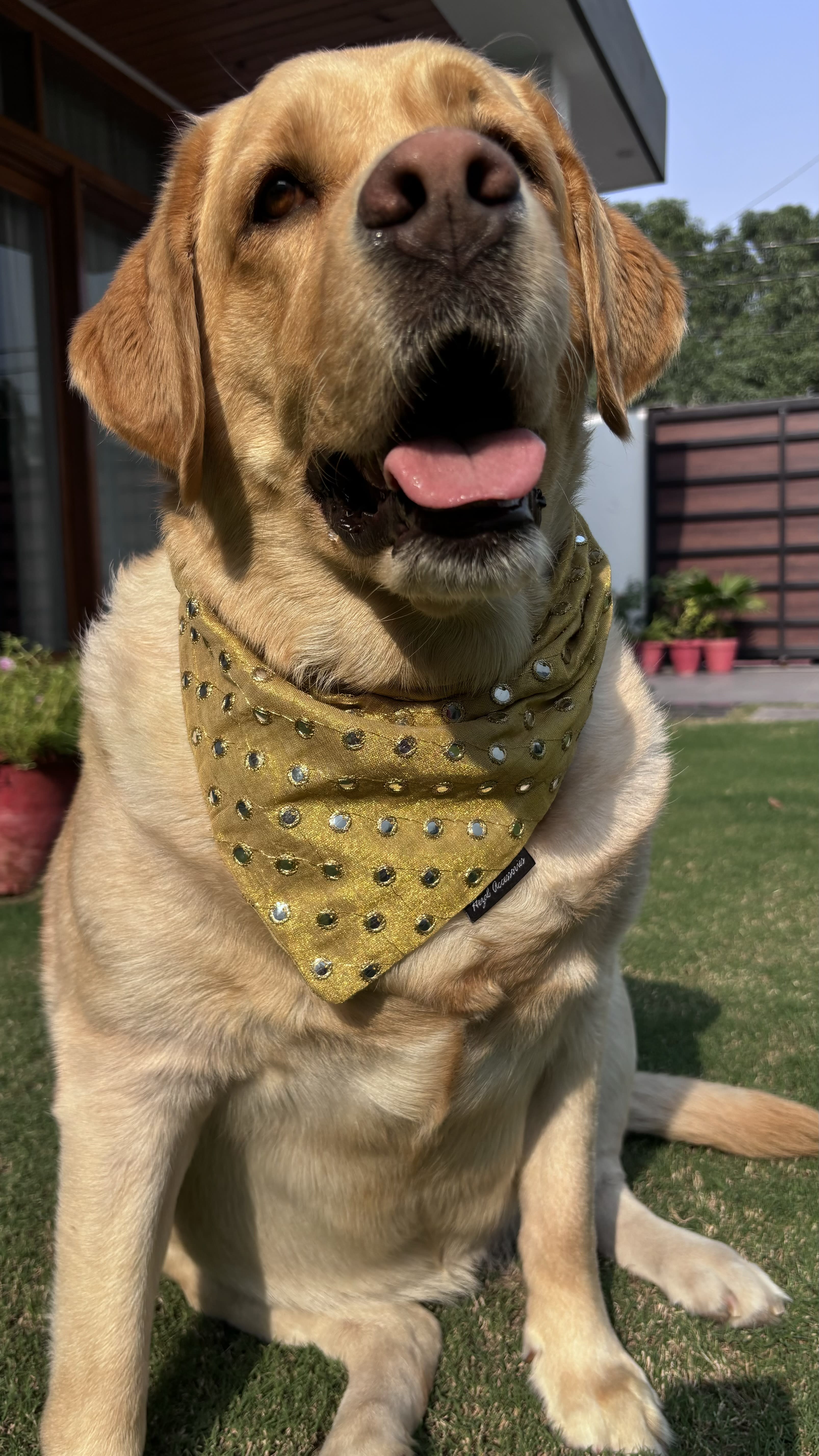 Golden Glow Mirror Bandana  image 3