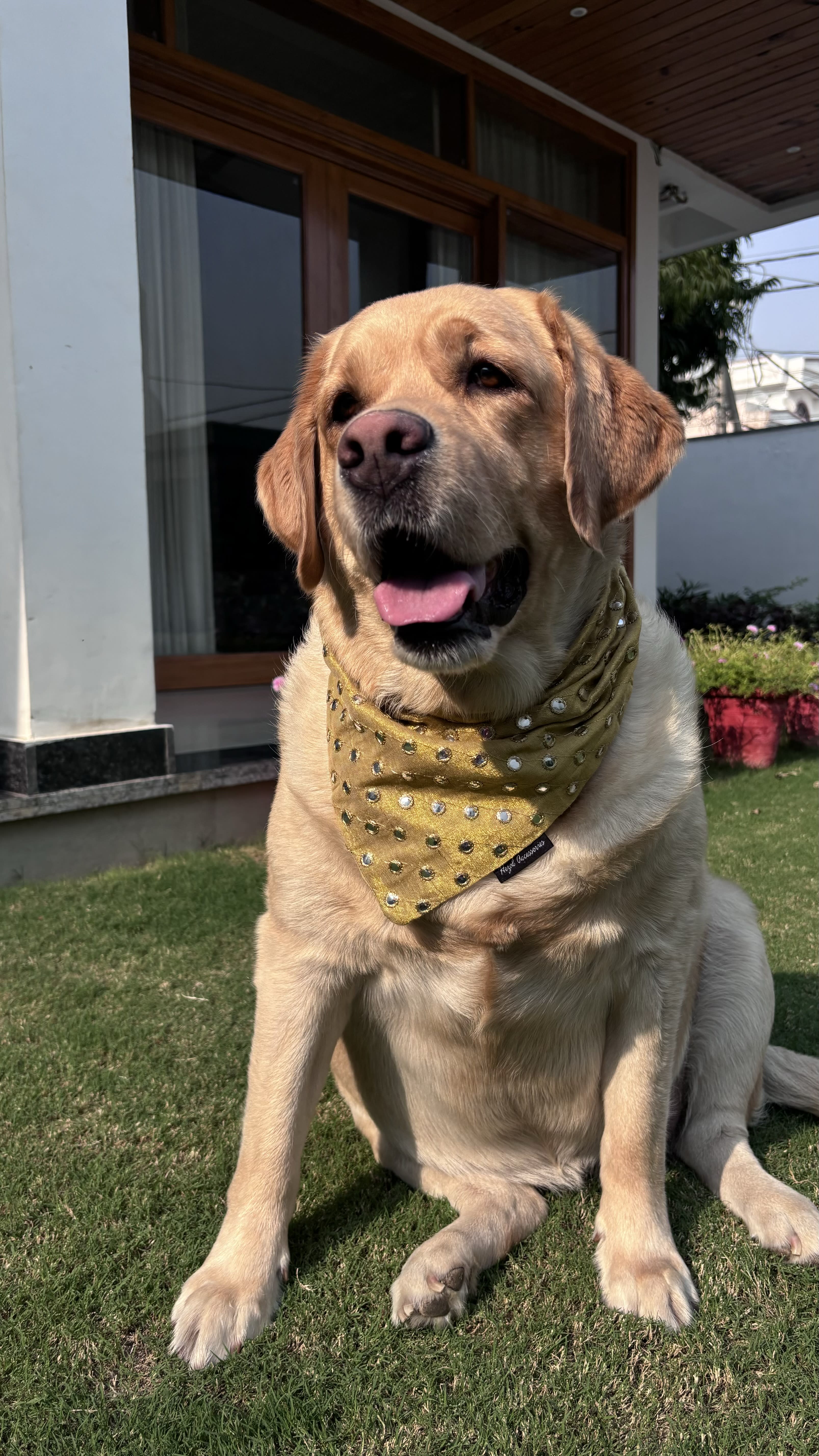 Golden Glow Mirror Bandana  image 2