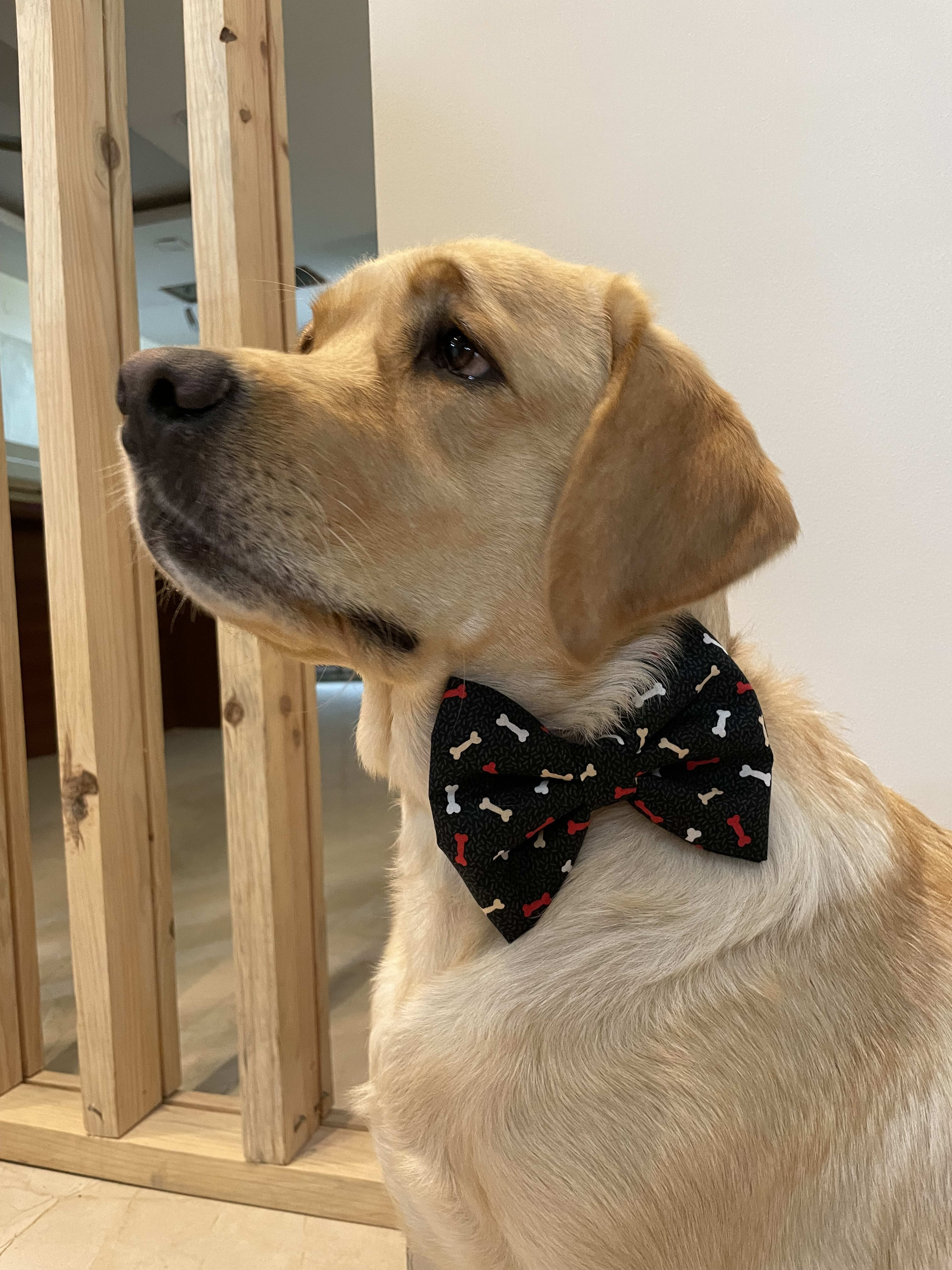 Bone-Appétit Bow Tie image 3