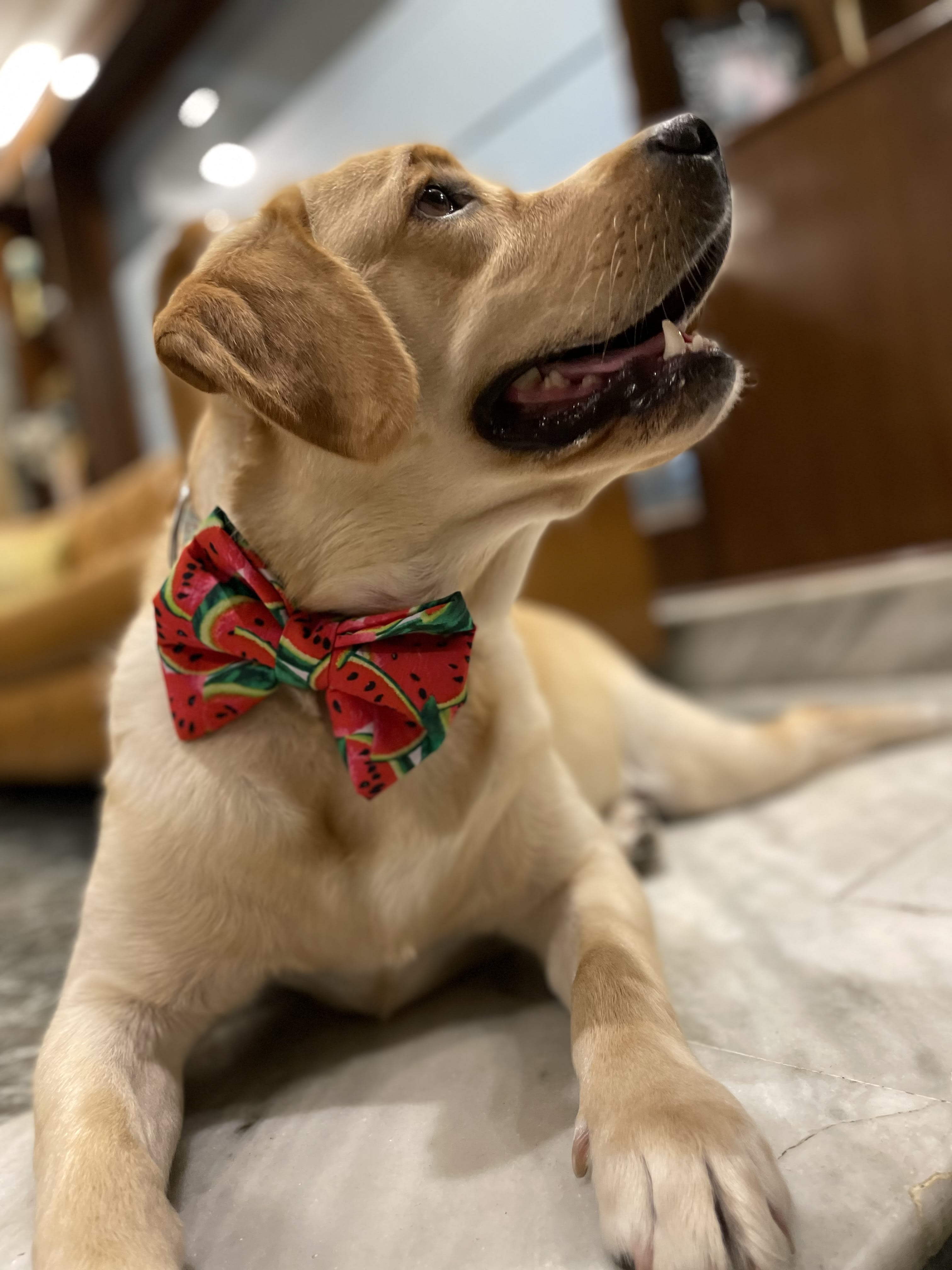 Watermelon Crush Bow Tie  image 2