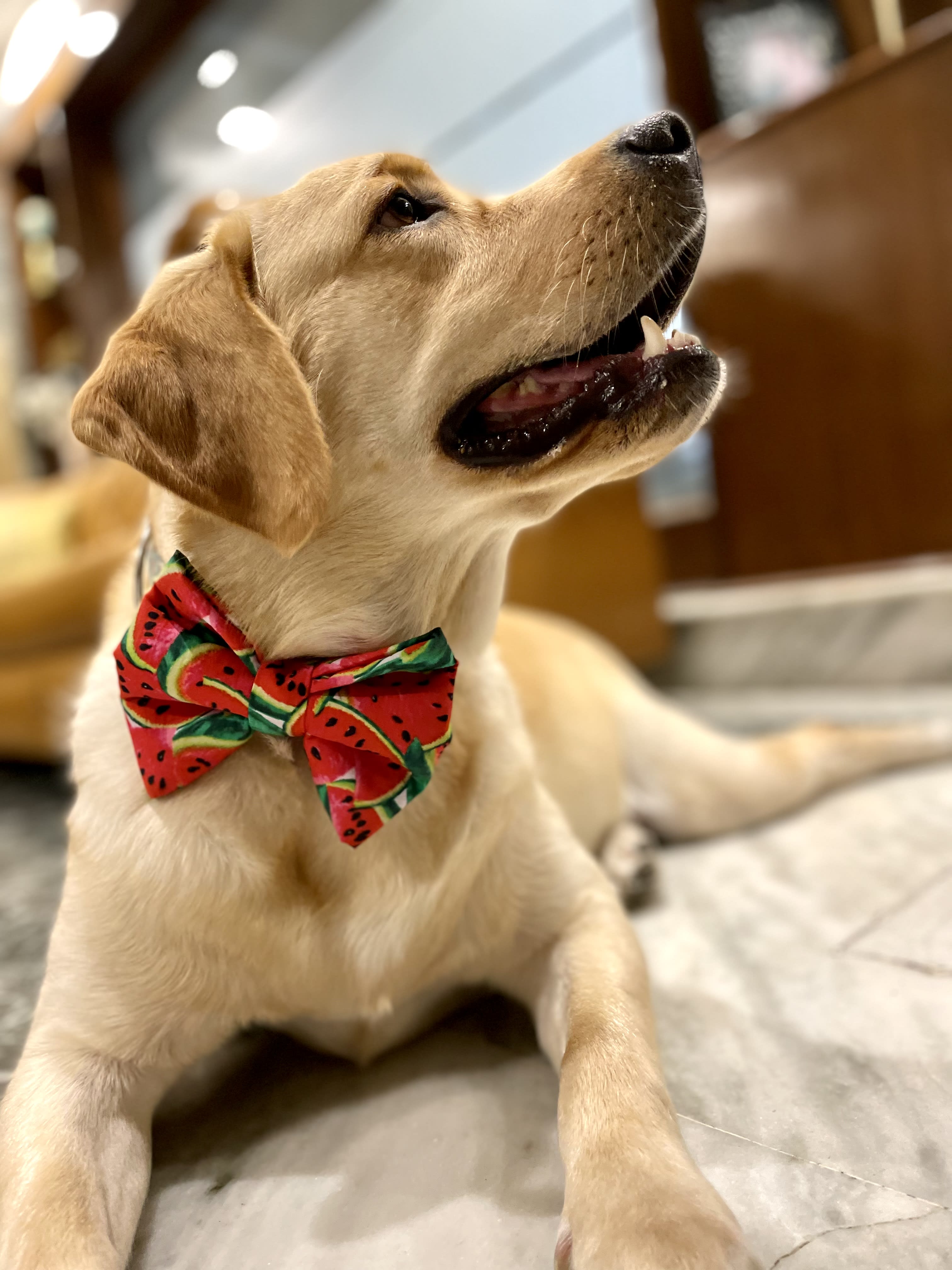 Watermelon Crush Bow Tie  image 3