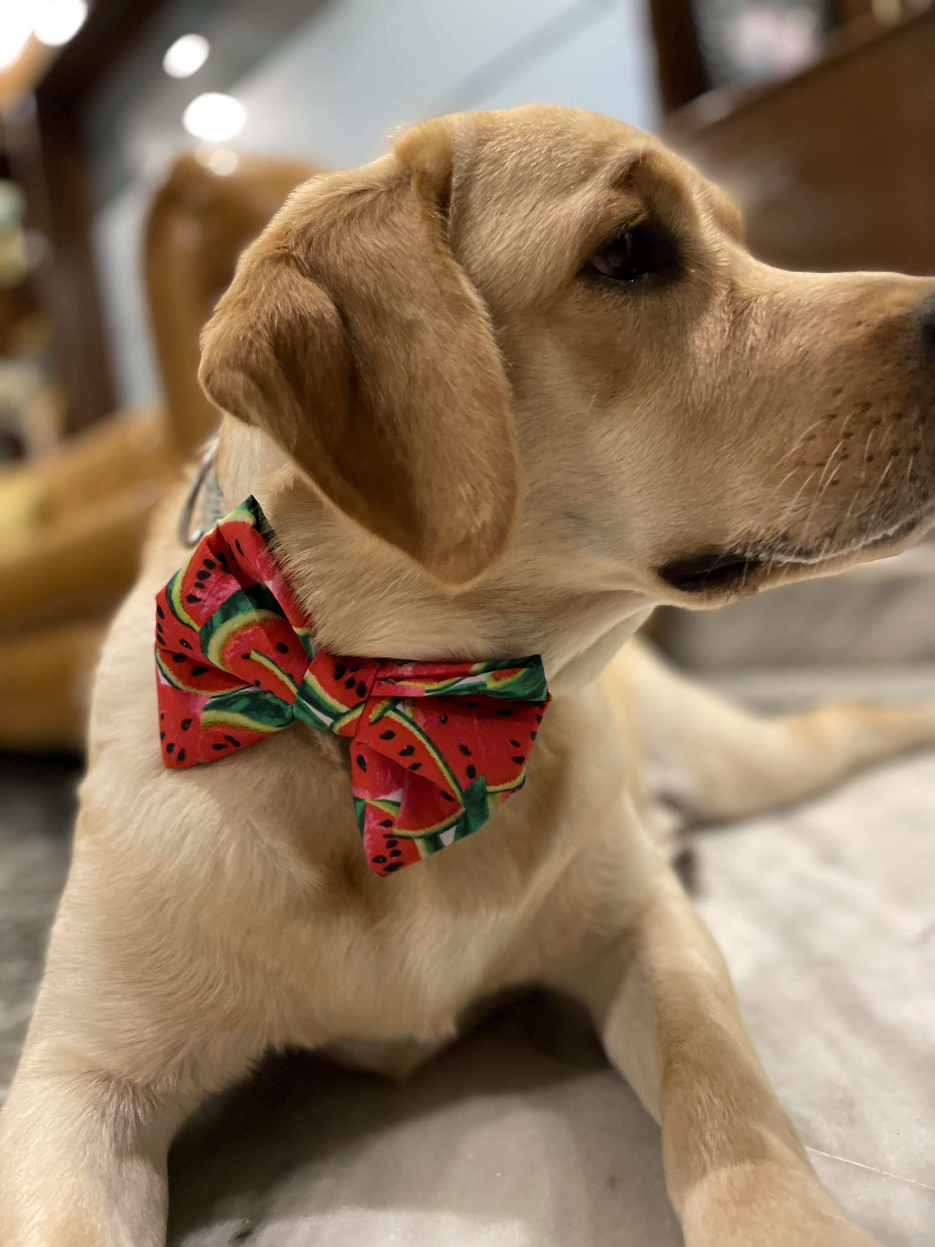 Watermelon Crush Bow Tie  image 4