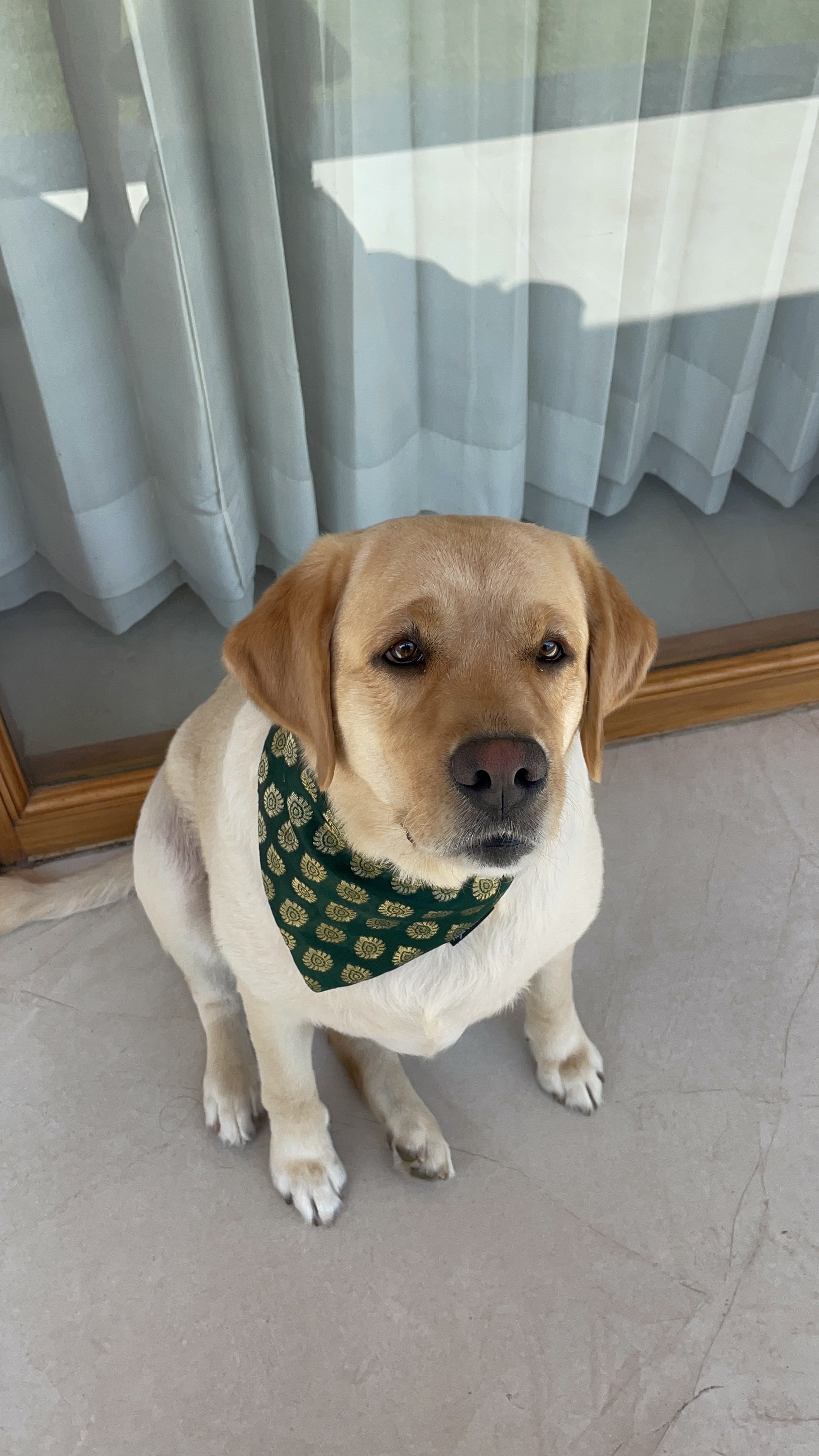 Royal Emerald tie on Bandana  image 3
