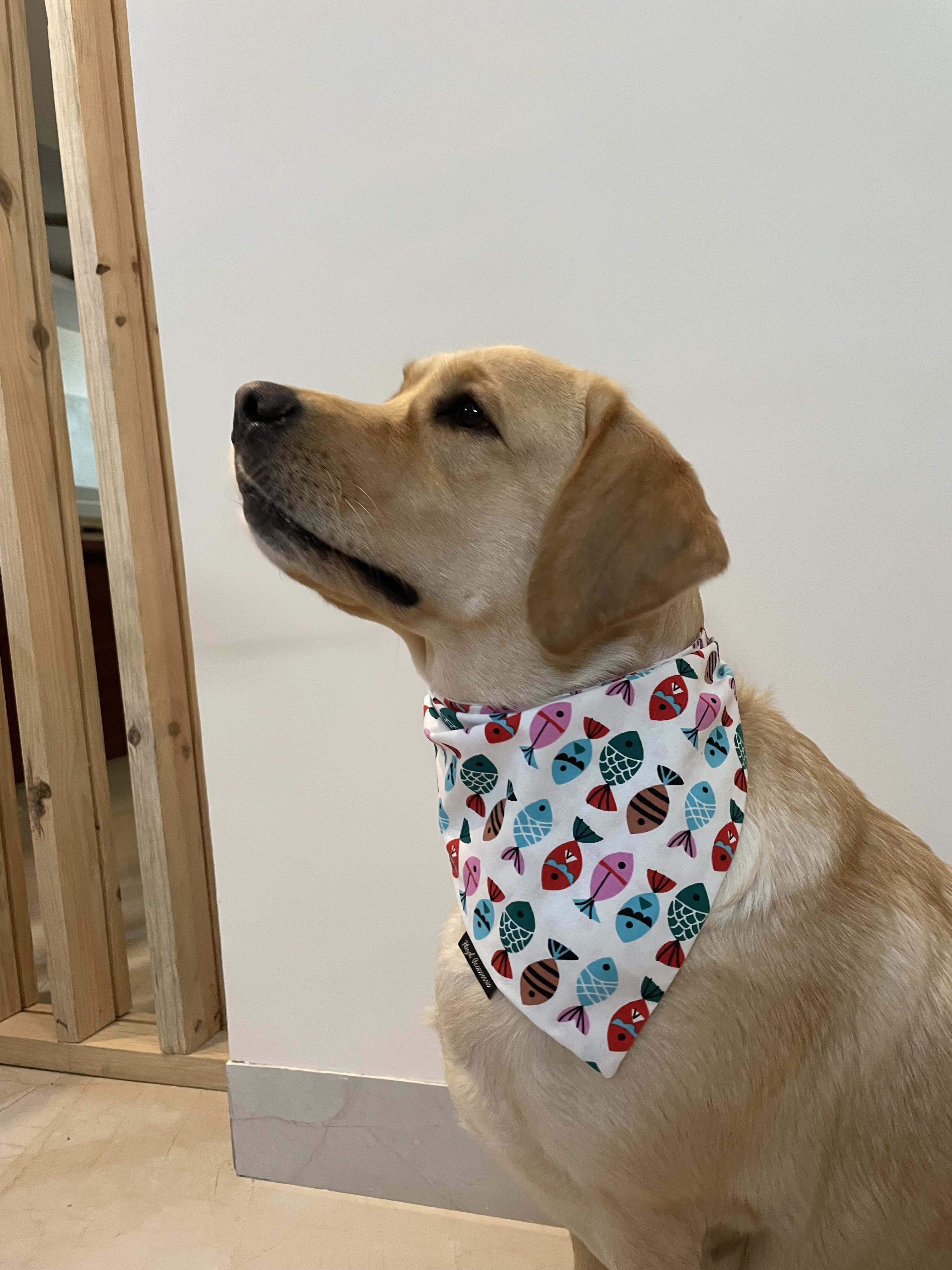 Fin-Tastic Fun Bandana  image 3