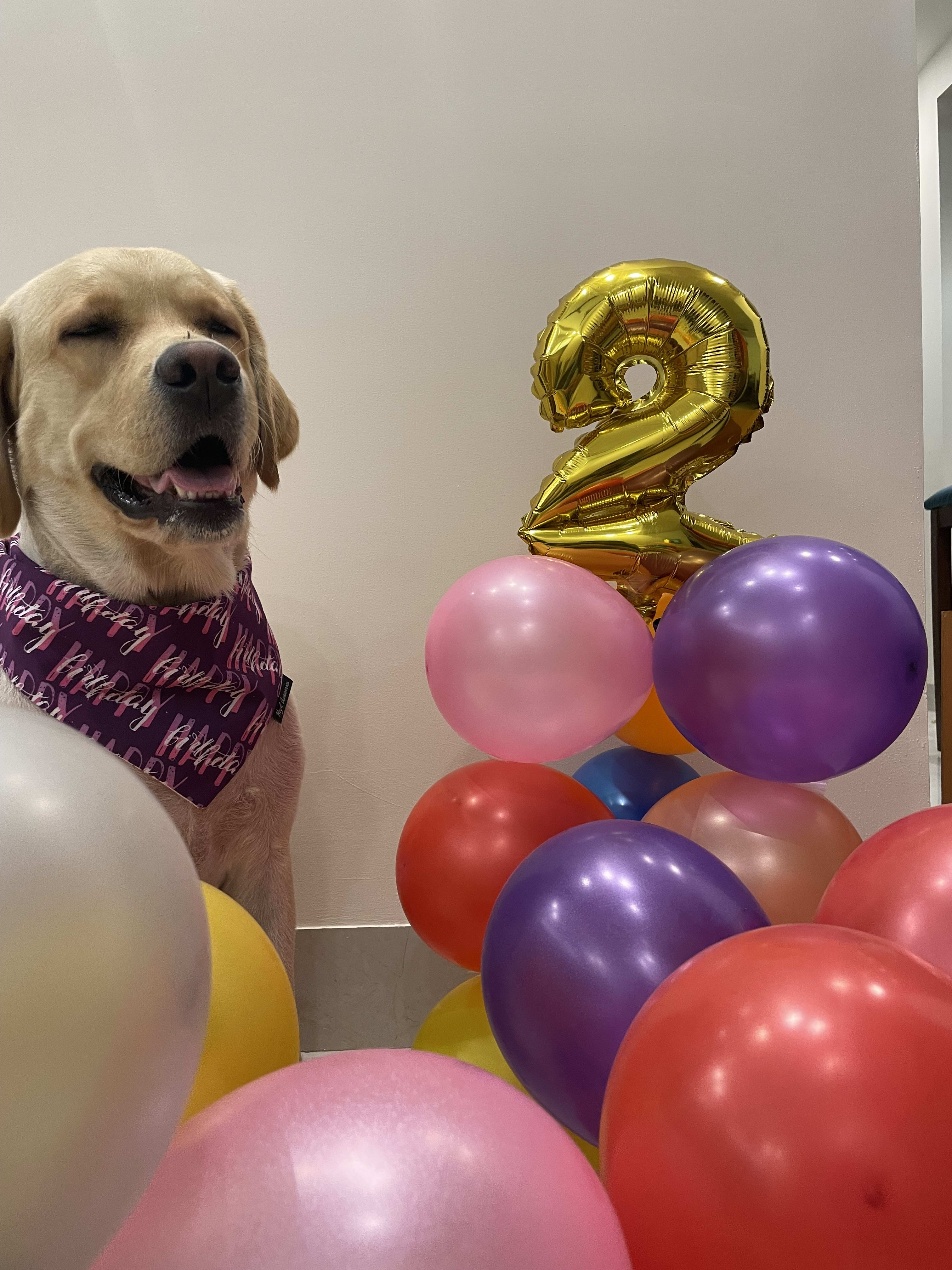 Happy Birthday purple tie on bandana  image 5