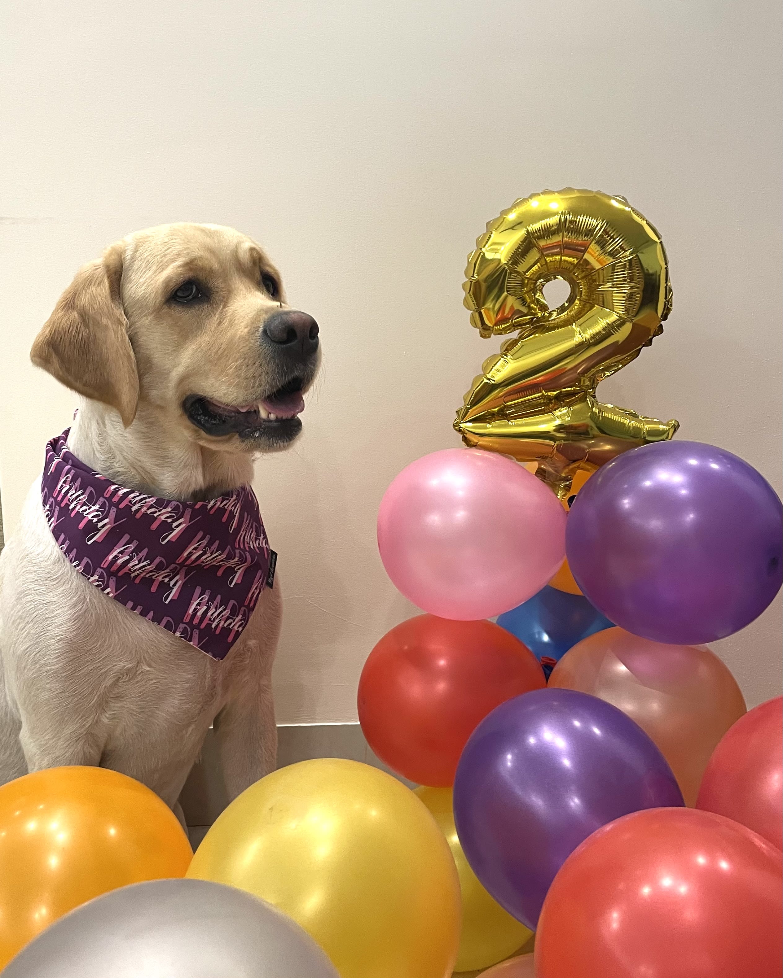 Happy Birthday purple tie on bandana  image 4