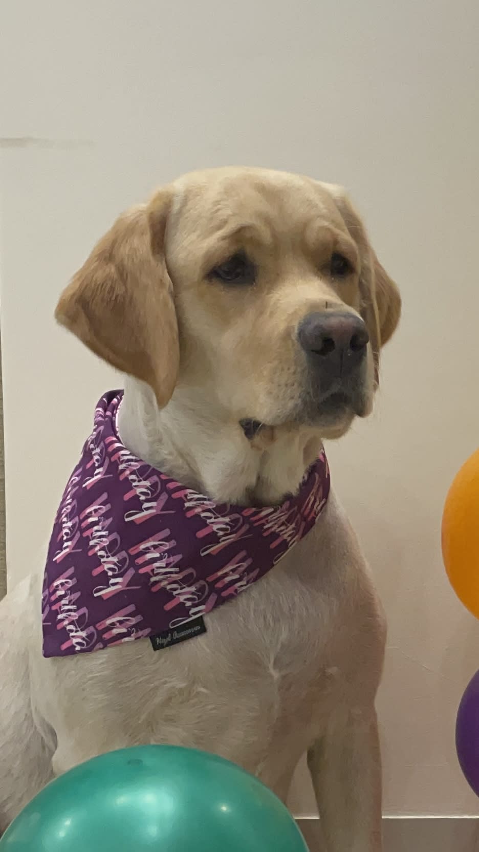 Happy Birthday purple tie on bandana  image 3