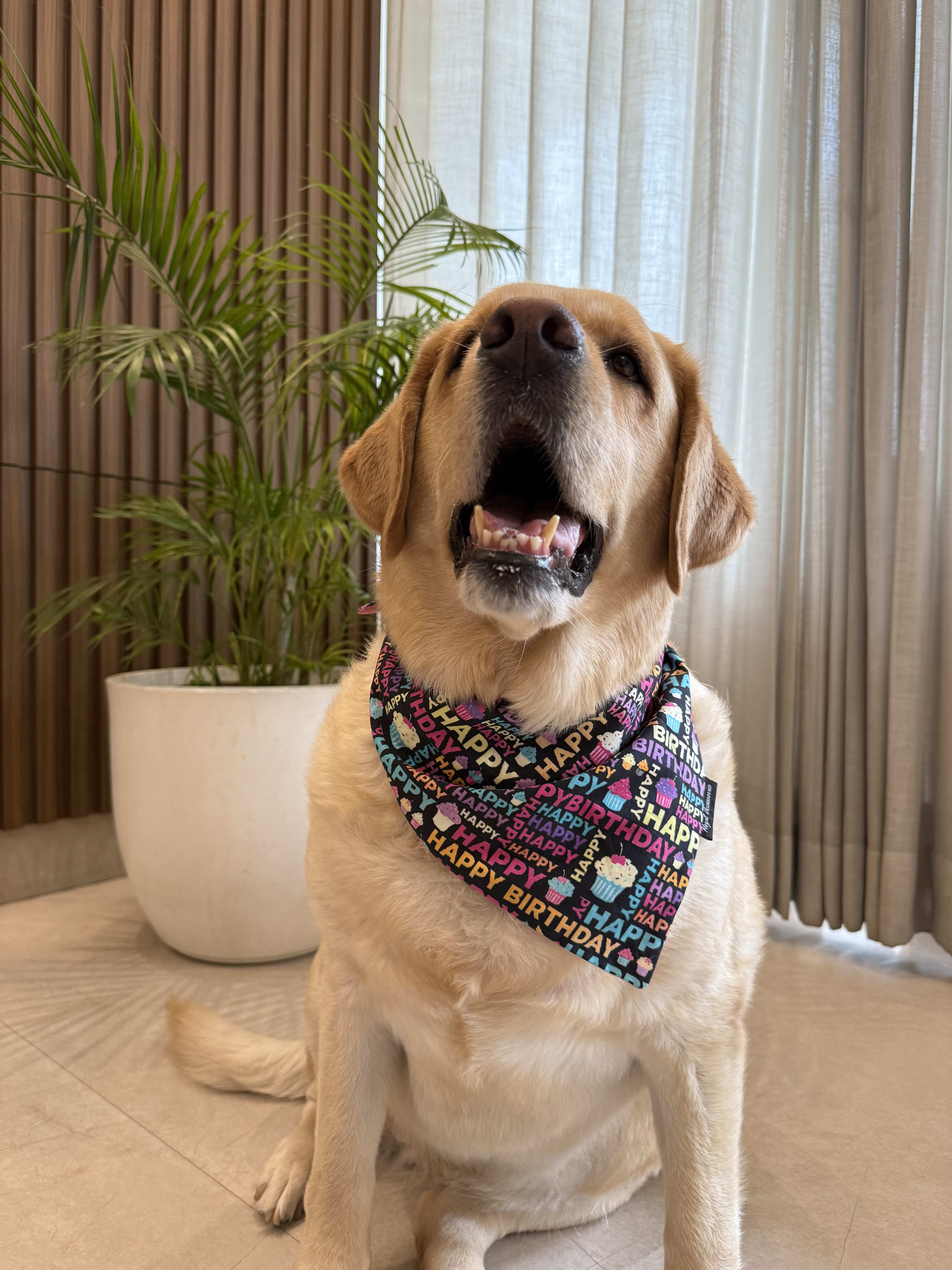 Birthday Pawty tie on Bandana image 3