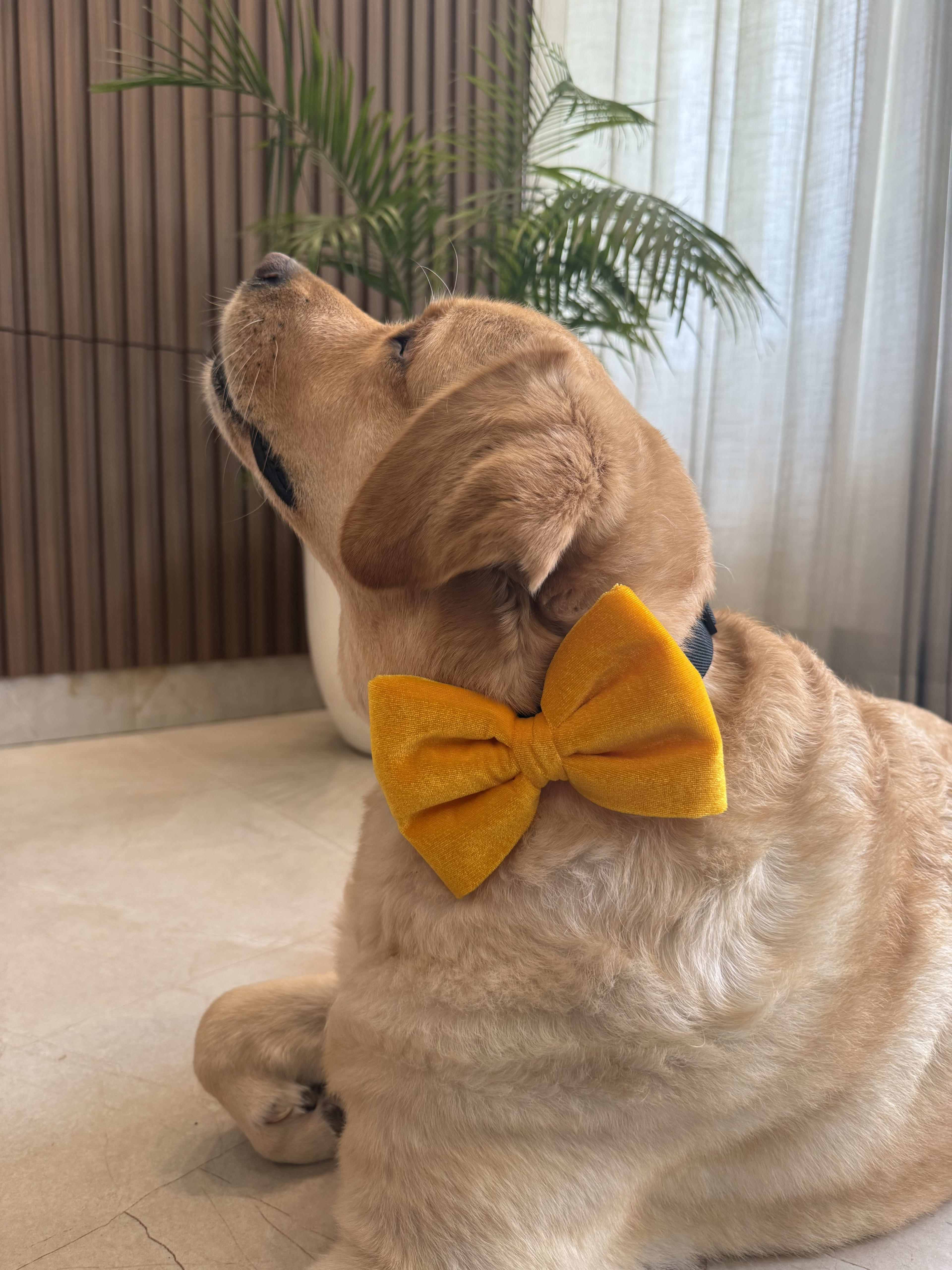 Sunshine Velvet Bow Tie  image 3