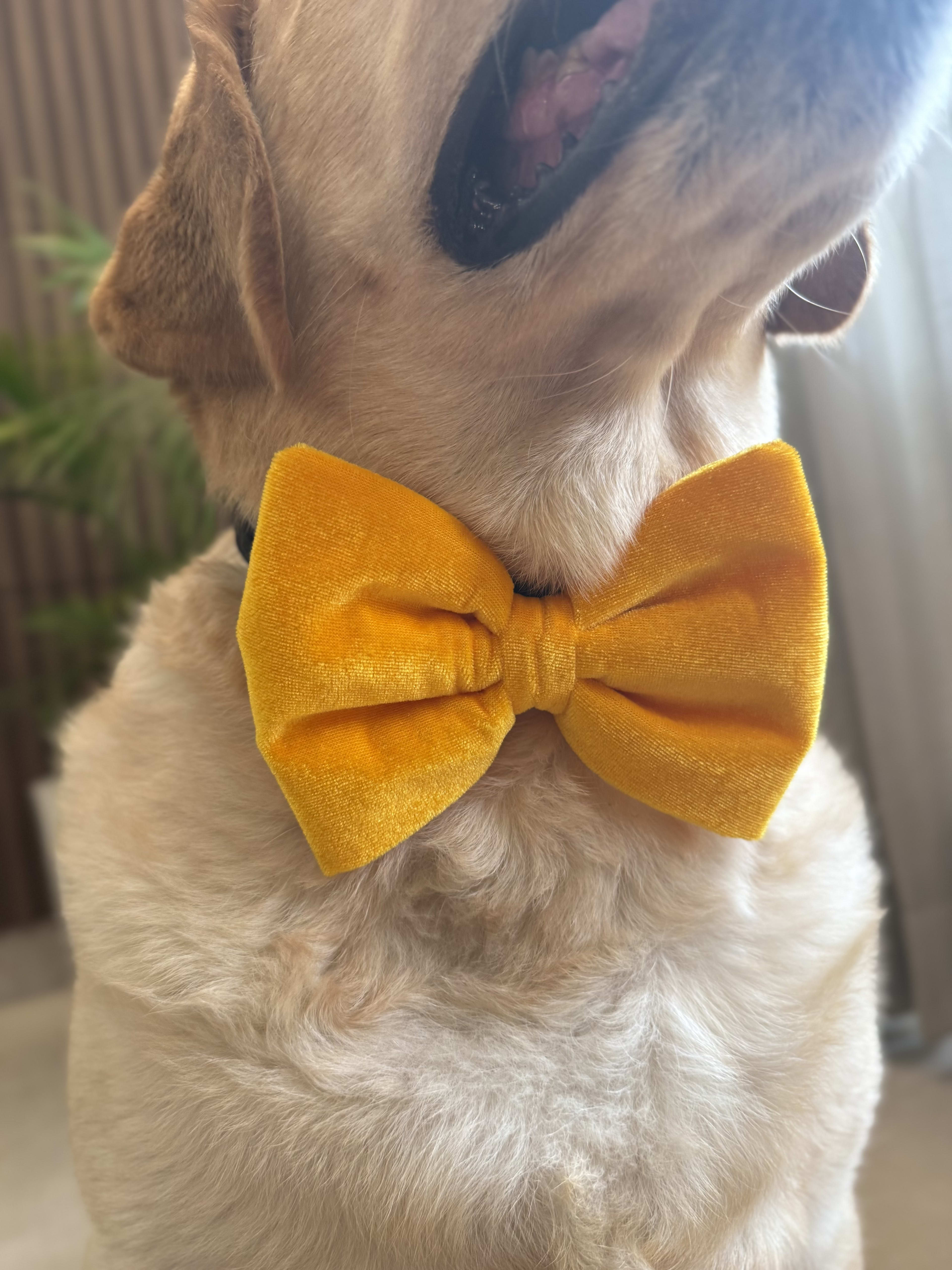 Sunshine Velvet Bow Tie  image 4