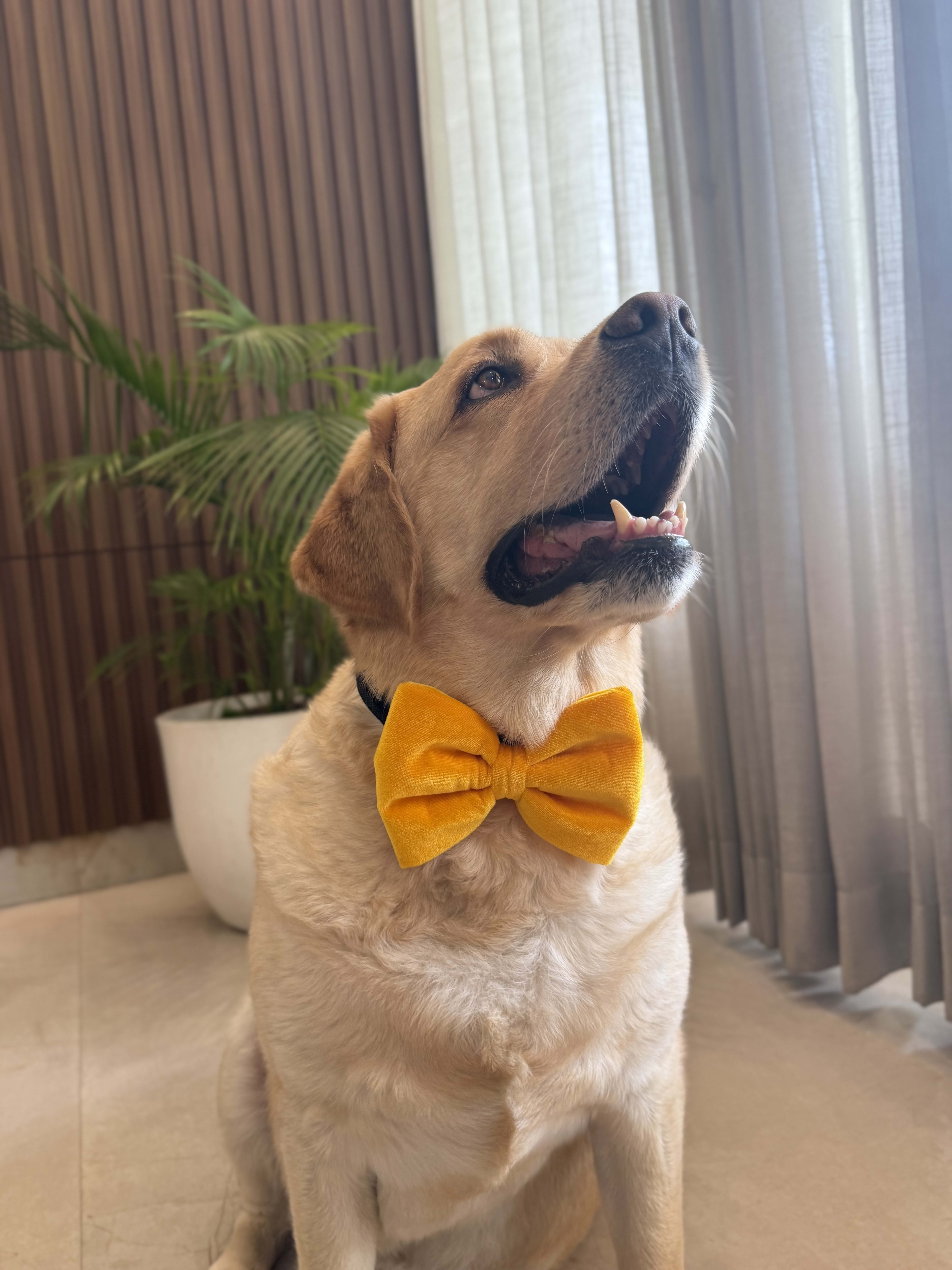 Sunshine Velvet Bow Tie  image 2