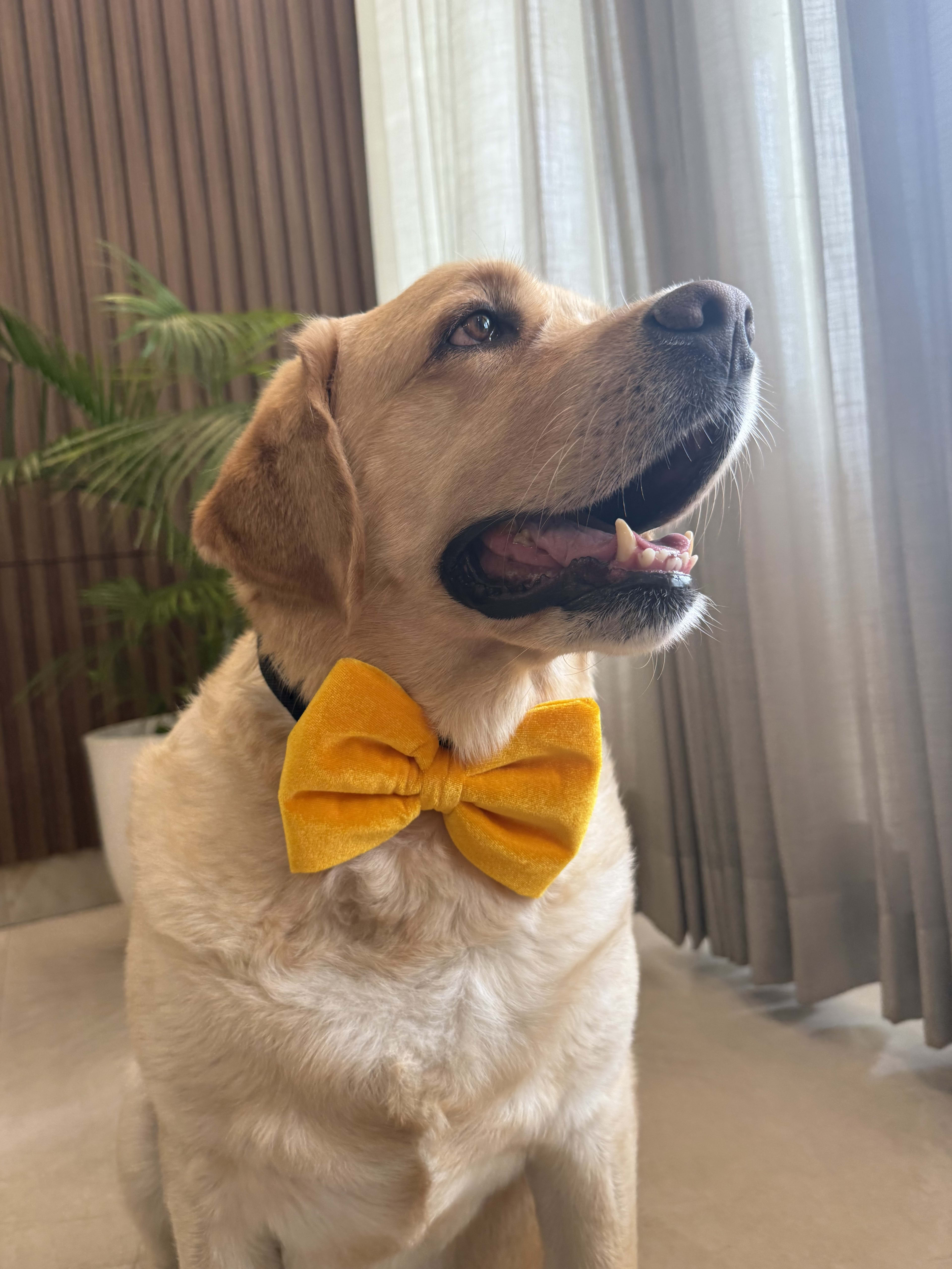 Sunshine Velvet Bow Tie 