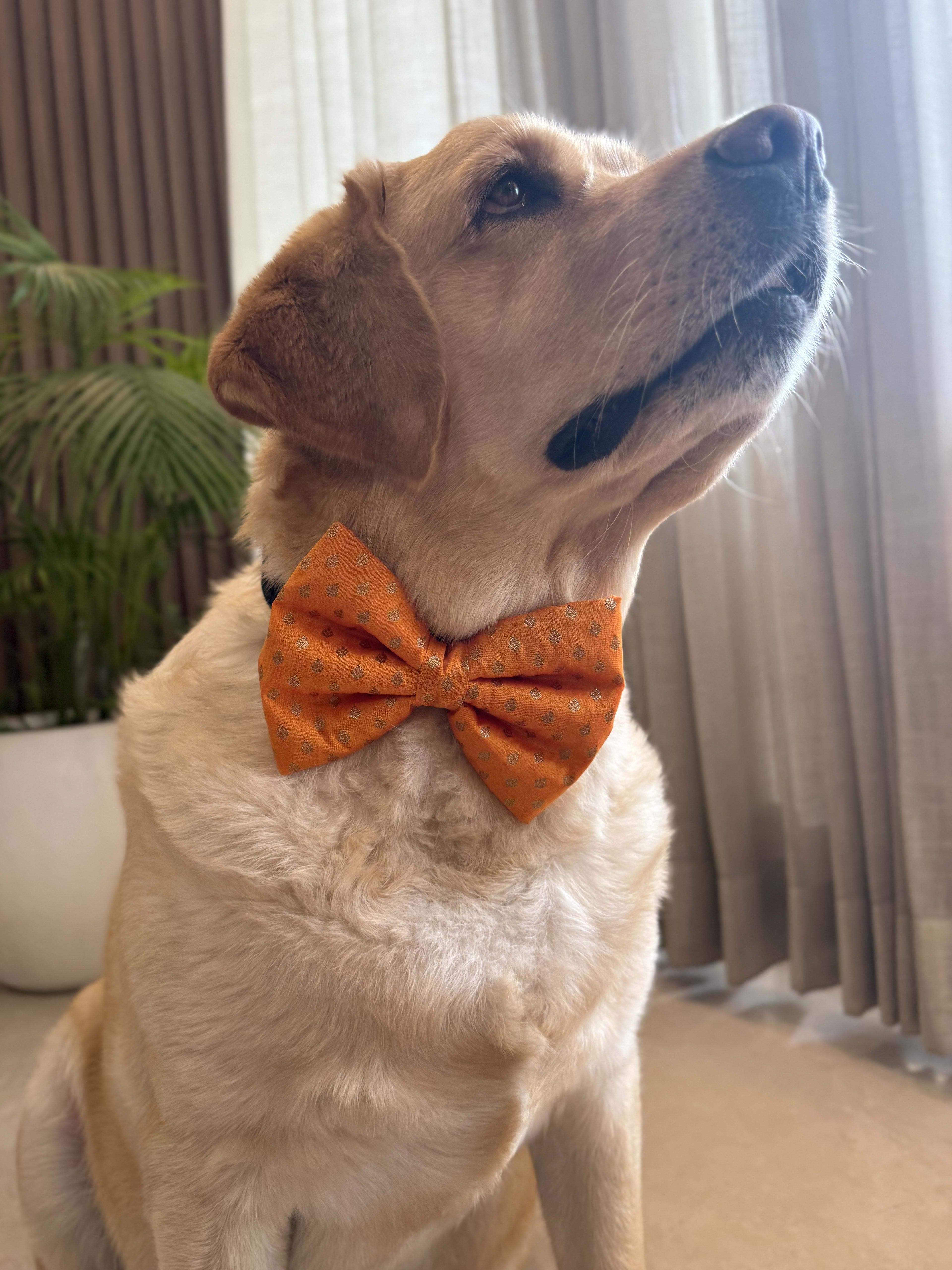 Golden Glow Festive Bow Tie