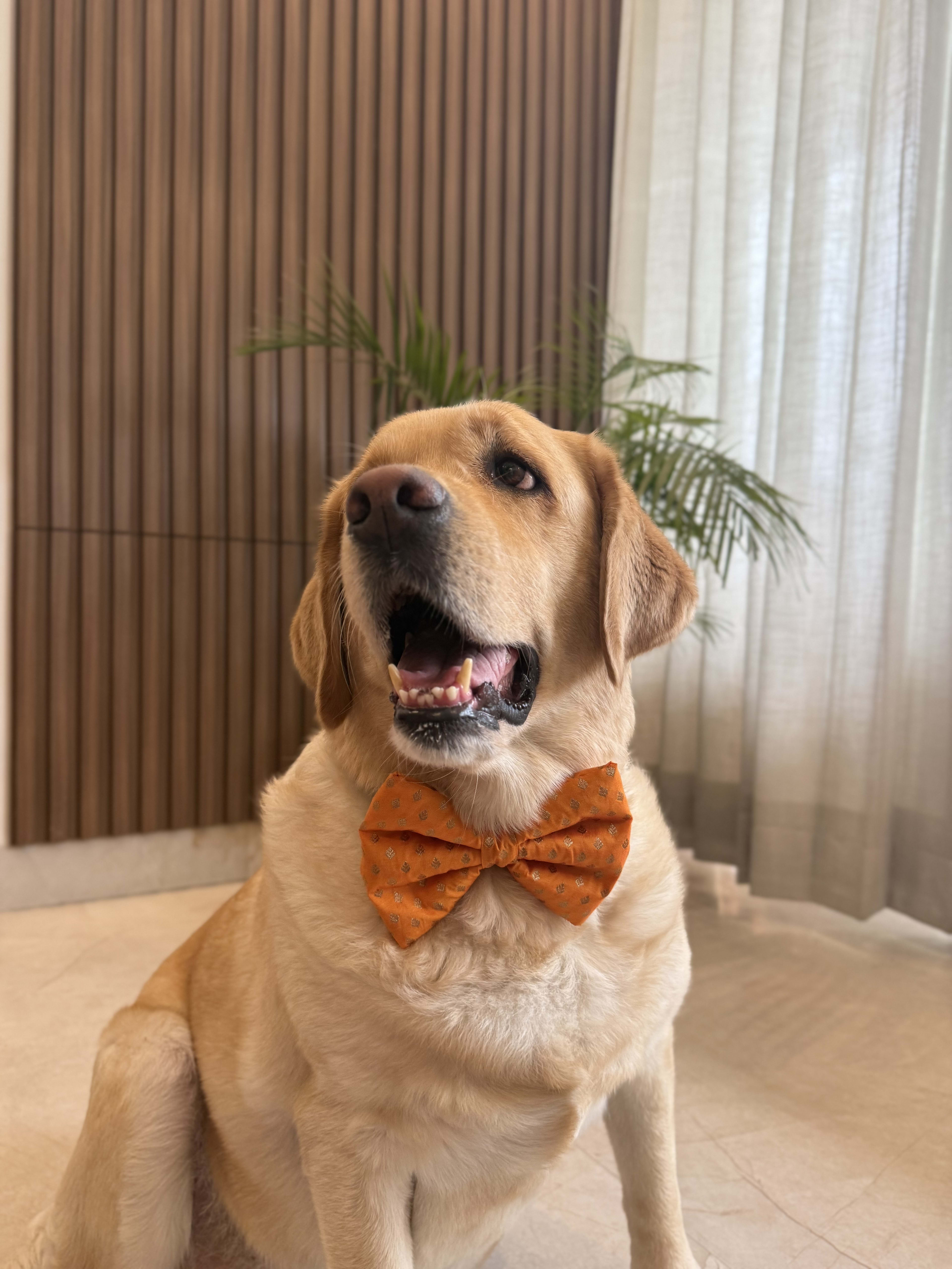 Golden Glow Festive Bow Tie image 2