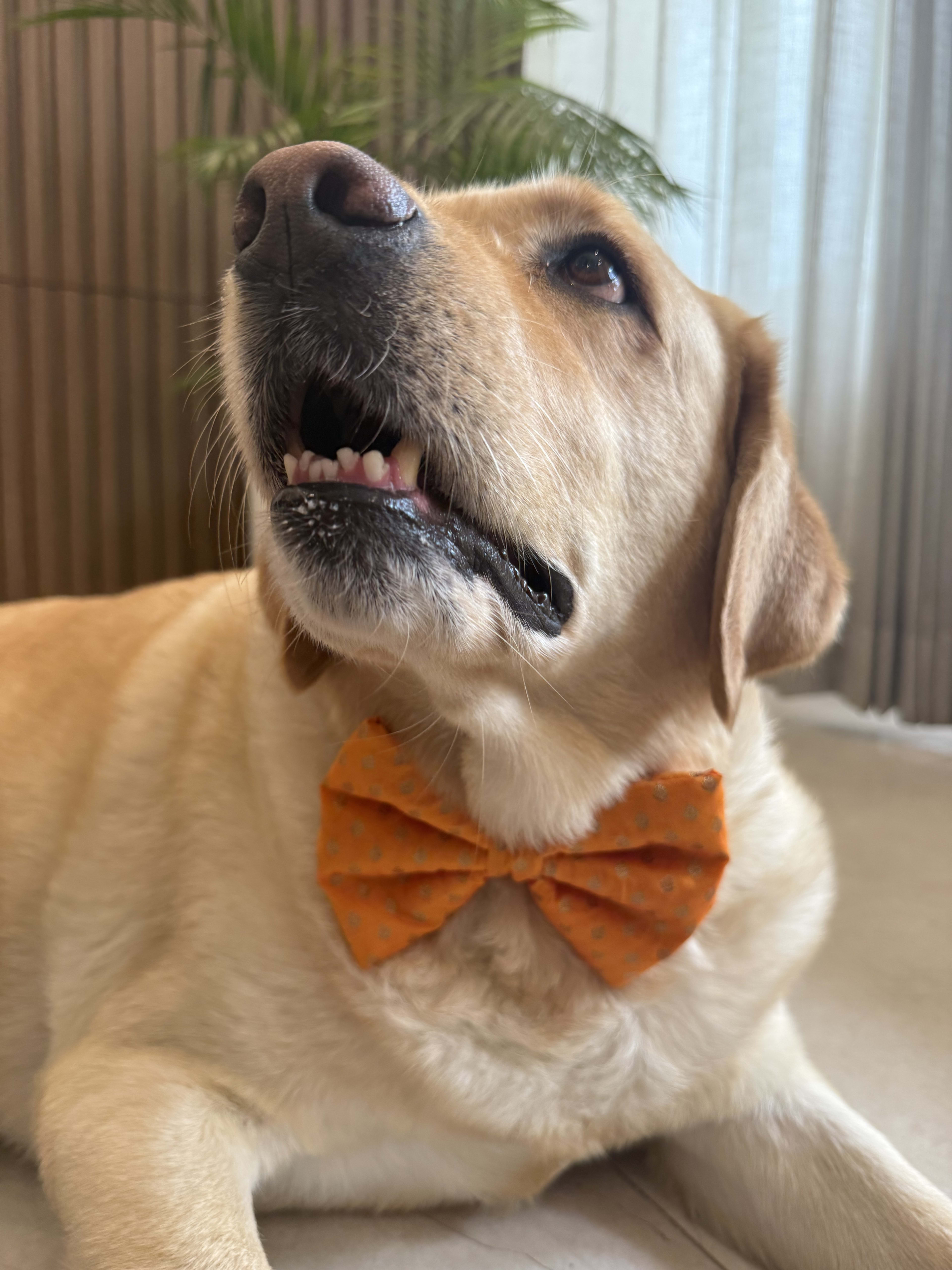 Golden Glow Festive Bow Tie image 3