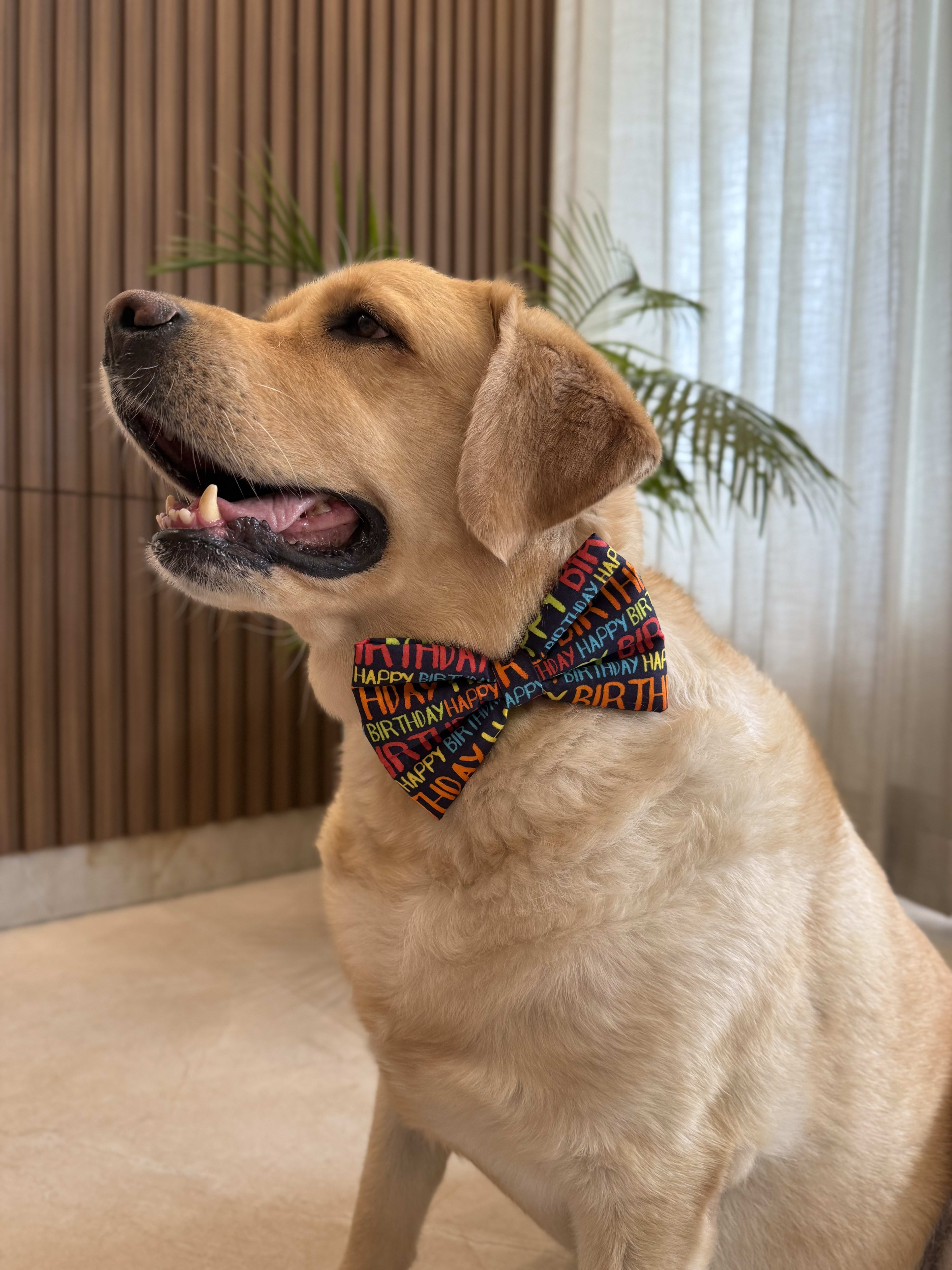 Pawty Pop Birthday Bow Tie