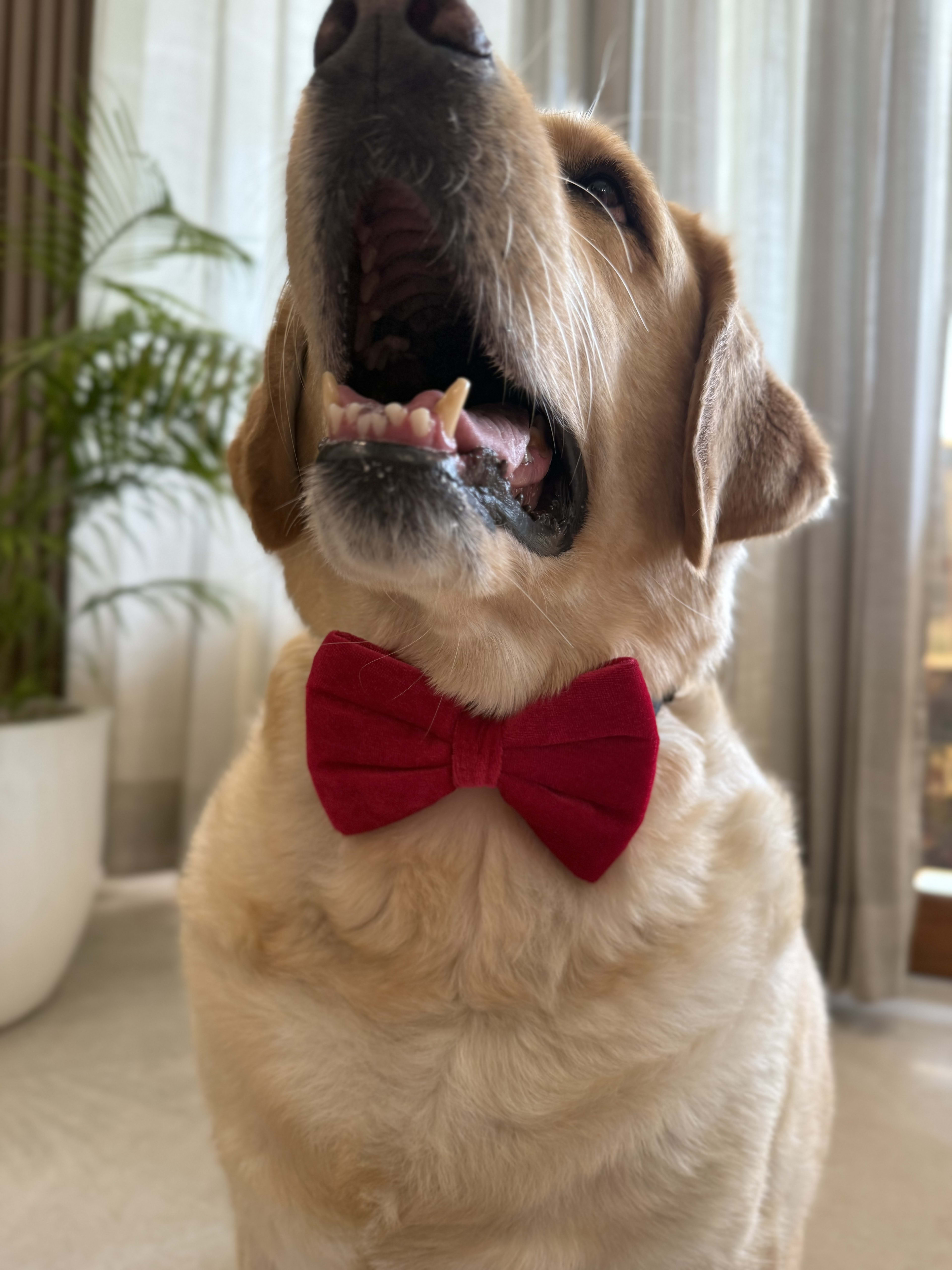 Ruby Velvet Bow Tie image 2