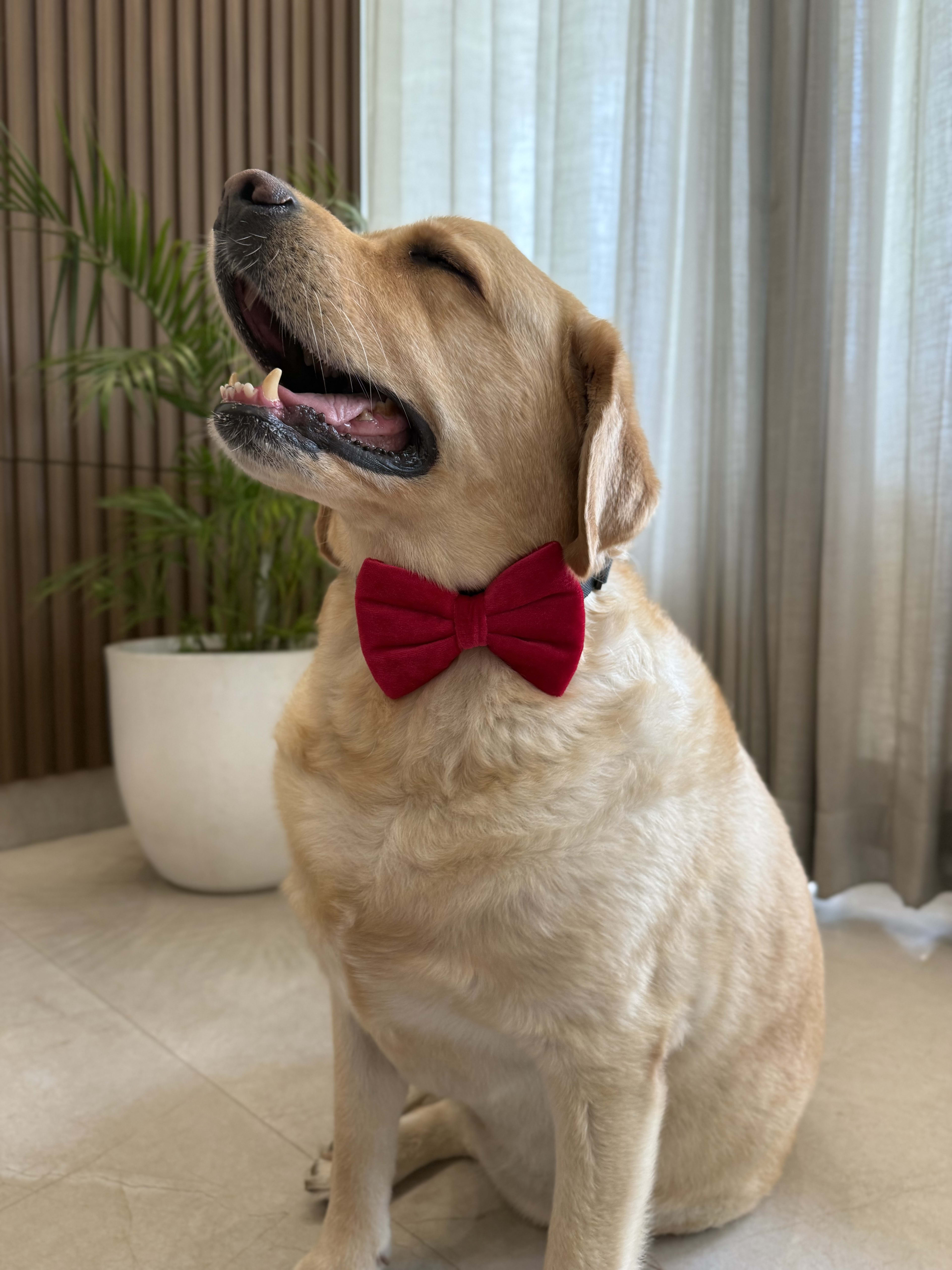 Ruby Velvet Bow Tie