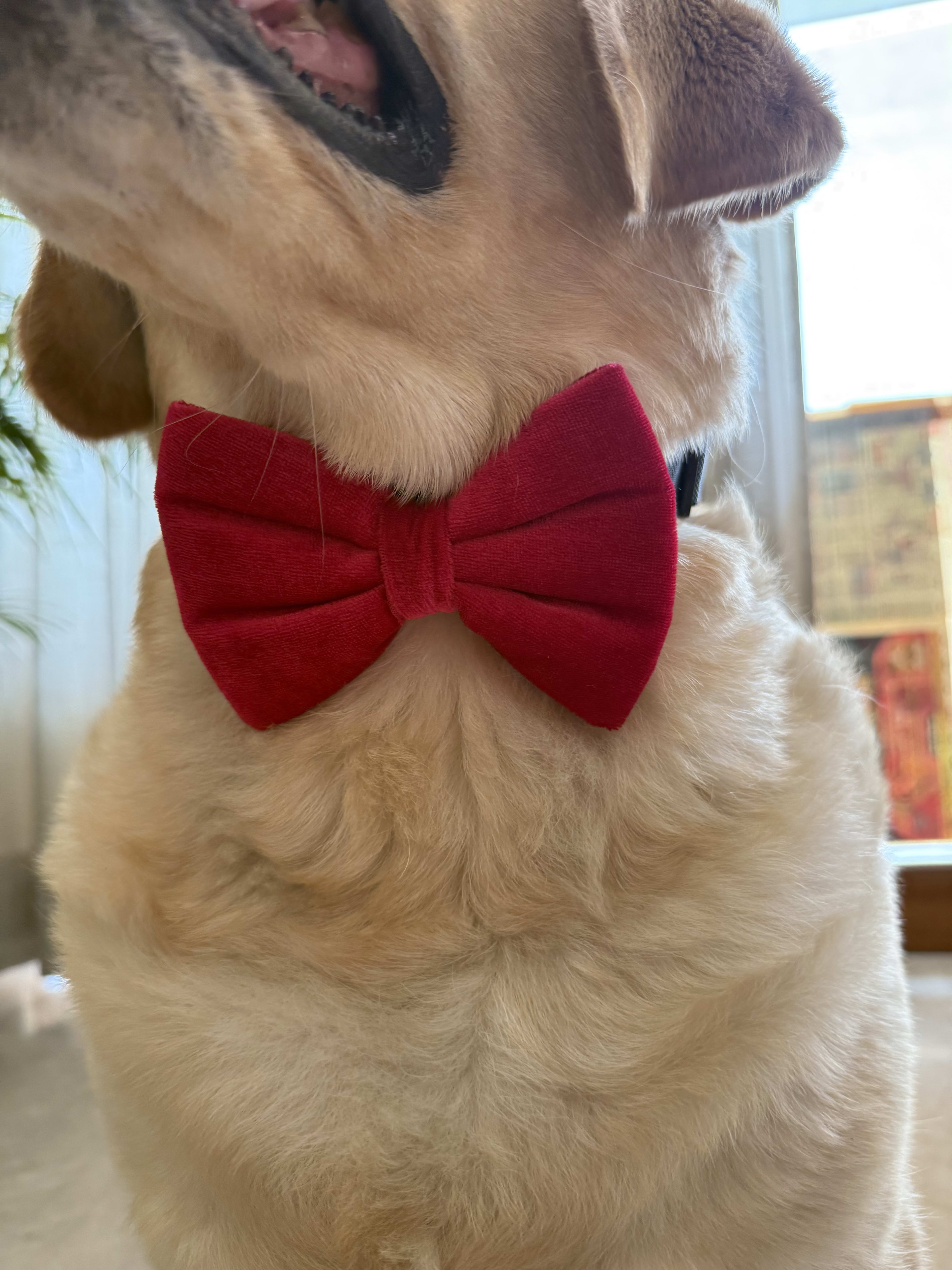 Ruby Velvet Bow Tie image 4