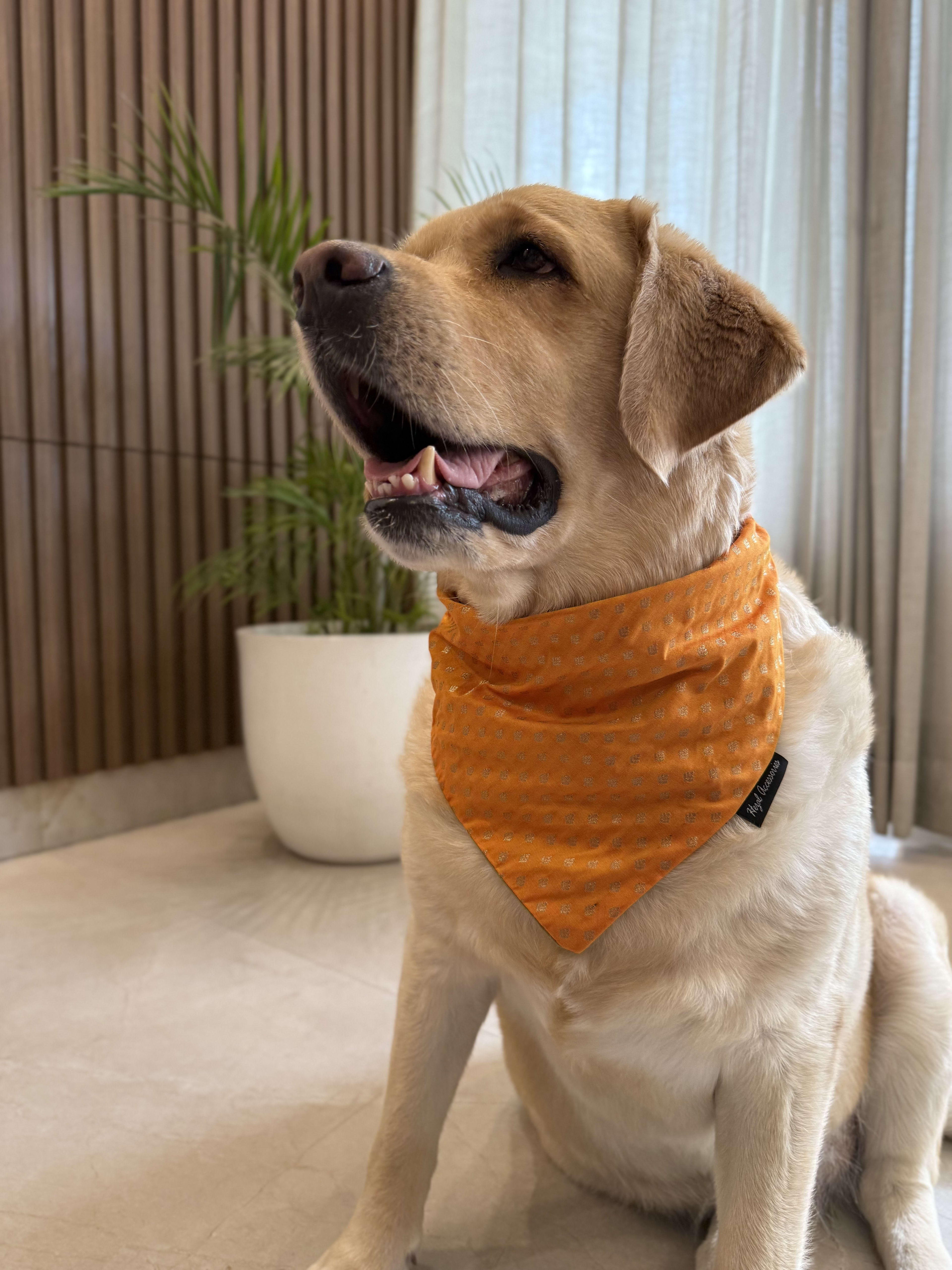 Festive Glow Bandana