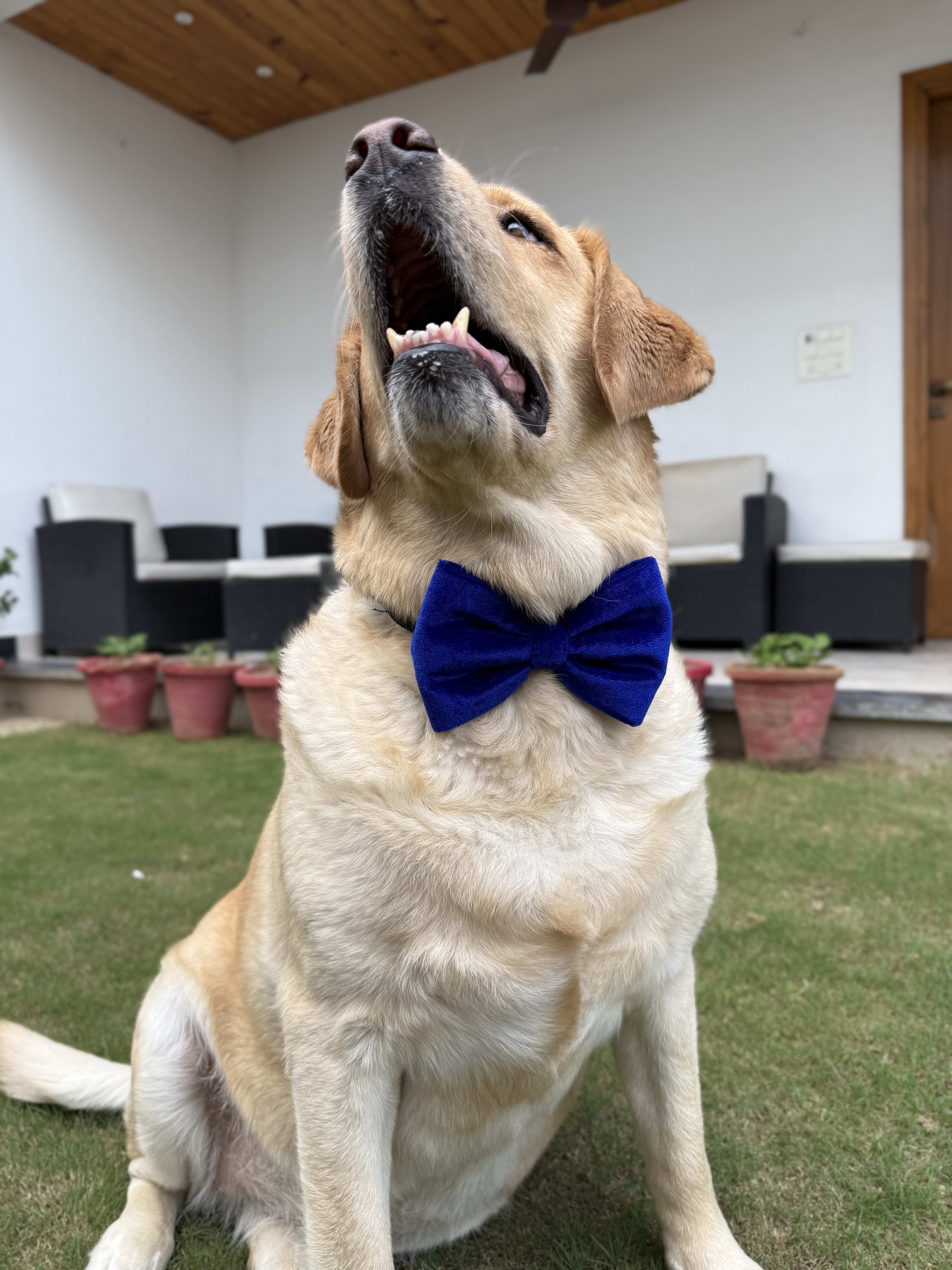 Sapphire Velvet Bow Tie 